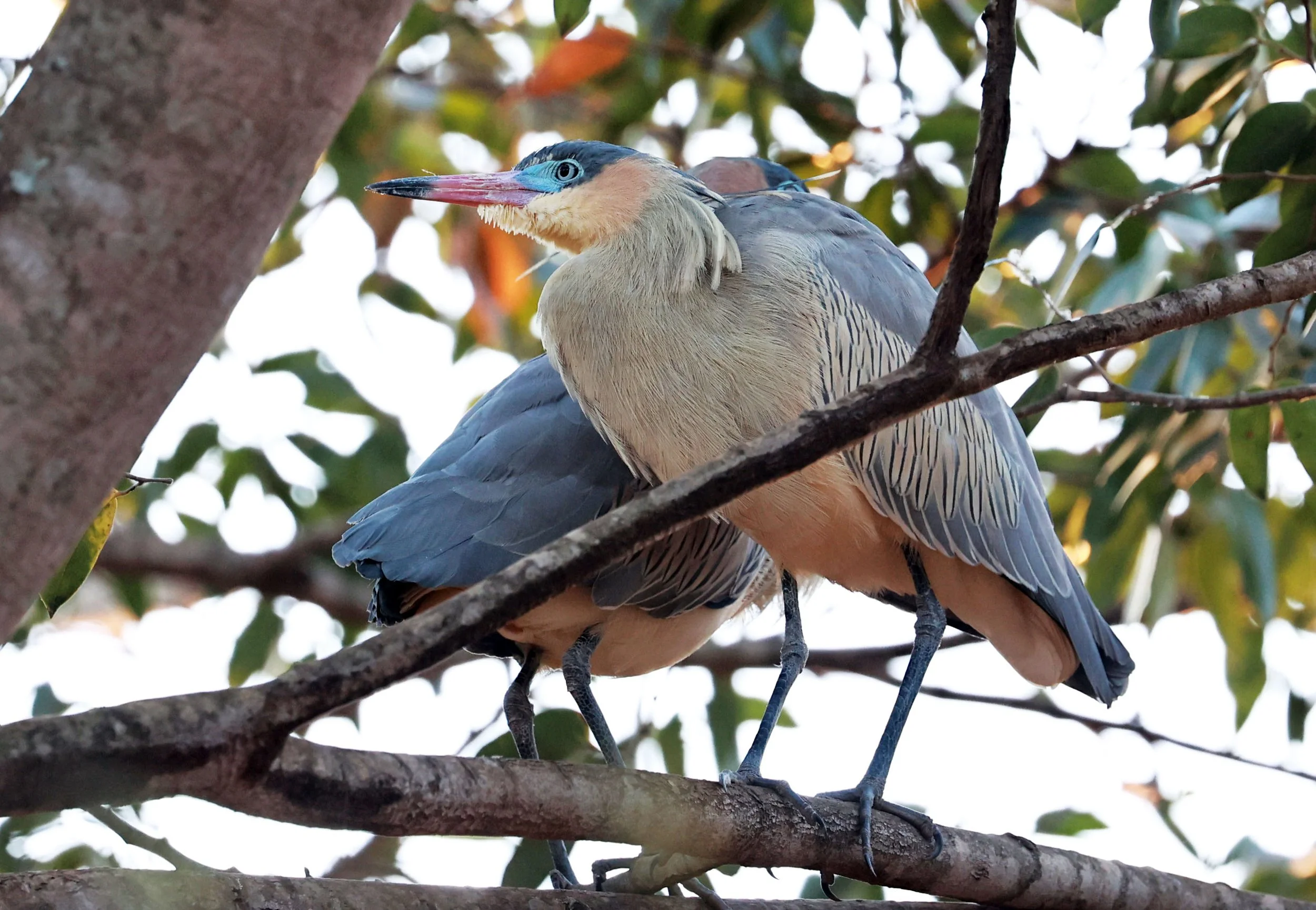 Heron - Whistling Heron - Syrigma sibilatrix - Emas National Park, Goias State, Brazil (5).jpg