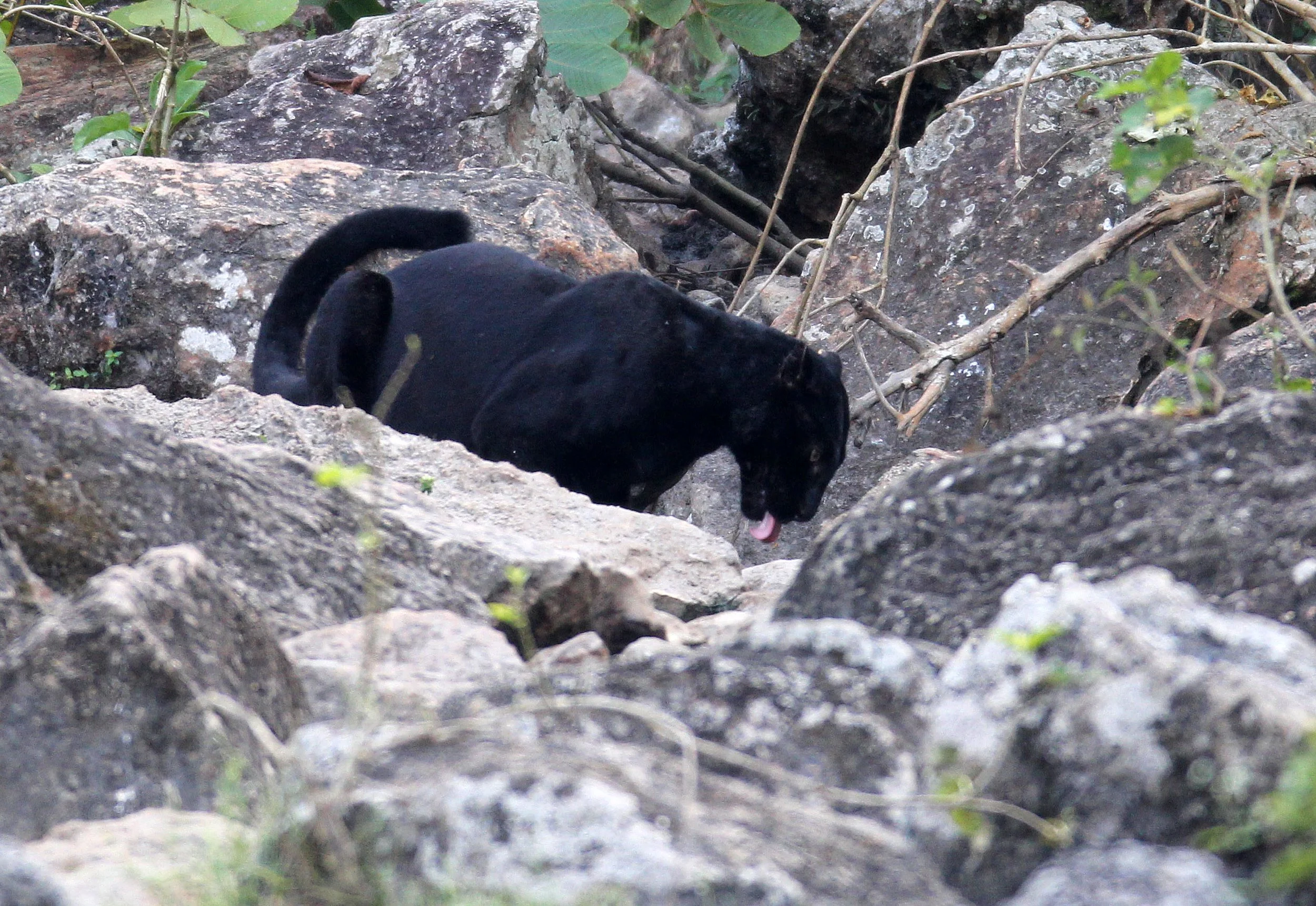 Panthera pardus delacouri - INDOCHINESE LEOPARD - MELANISTIC FORM - HUAI KHA KHAENG - KAPOK KAPIEN STATION & MINERAL LICK - THAILAND (250).JPG