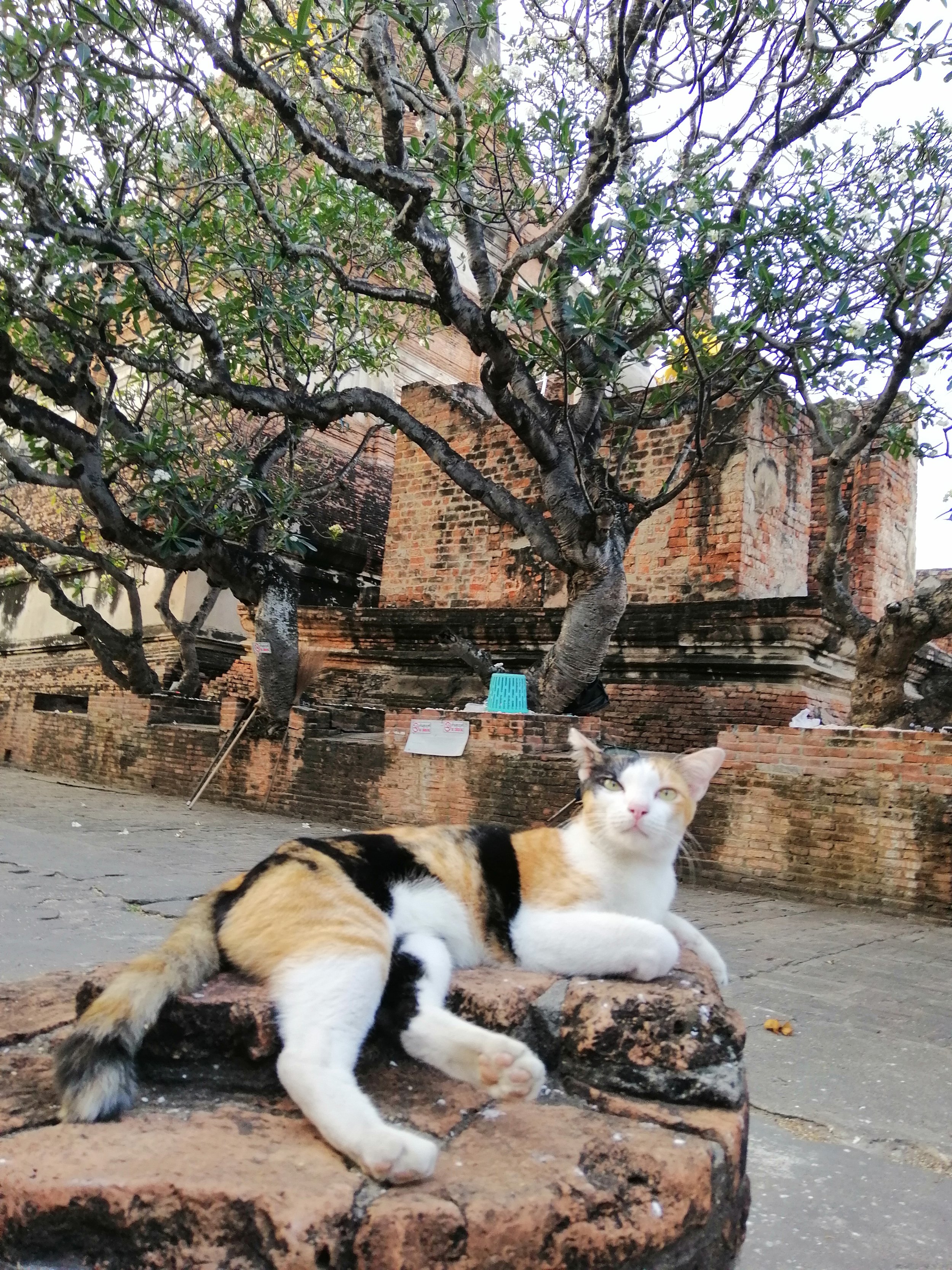 2018 Ayutthaya Pics with Gift in Traditional Dress (52).jpg