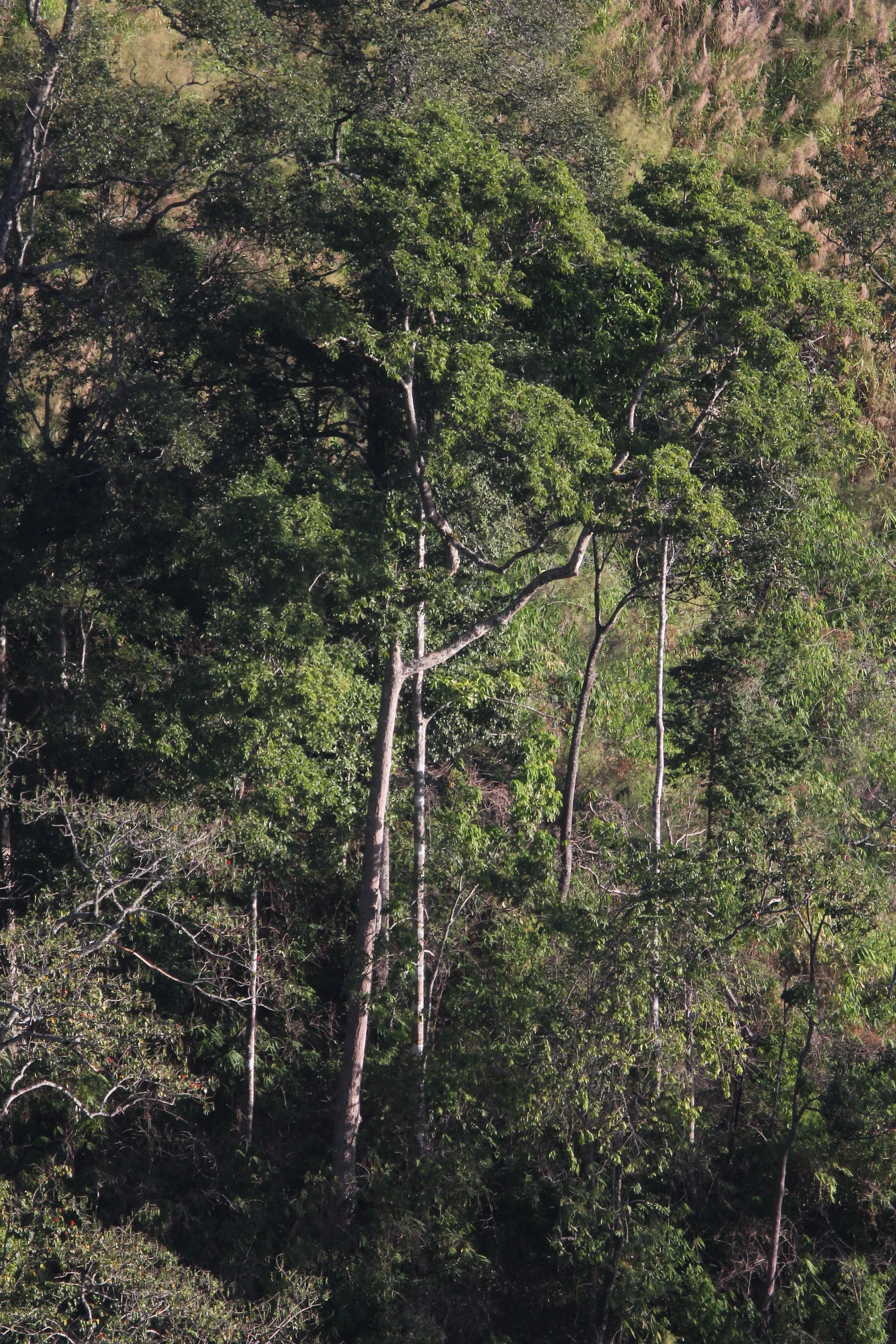 Hill Evergreen Forest emergents at Mae Wong's Chong Yen Campsite area