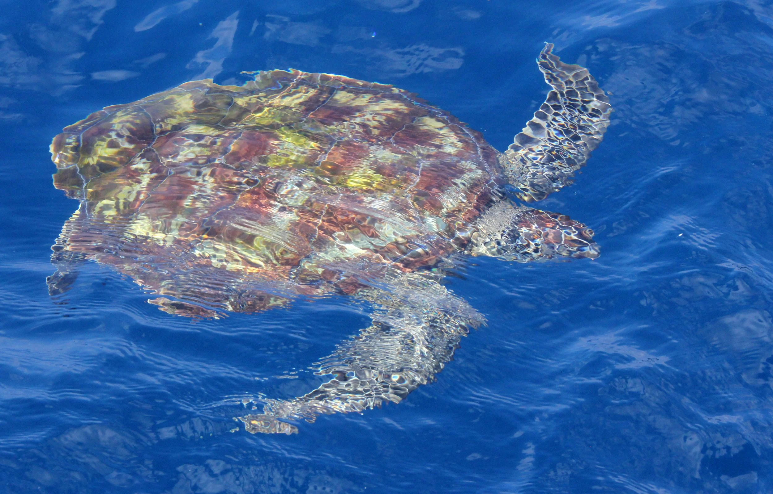 2014 Similans Trip with Family on The Junk (165).JPG