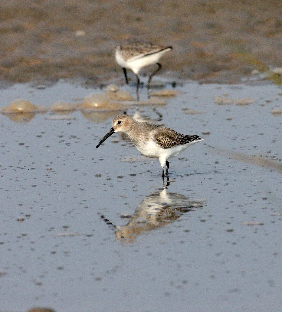 BIRD - DUNLIN -  NANKOU, RUDONG, CHINA (17).JPG