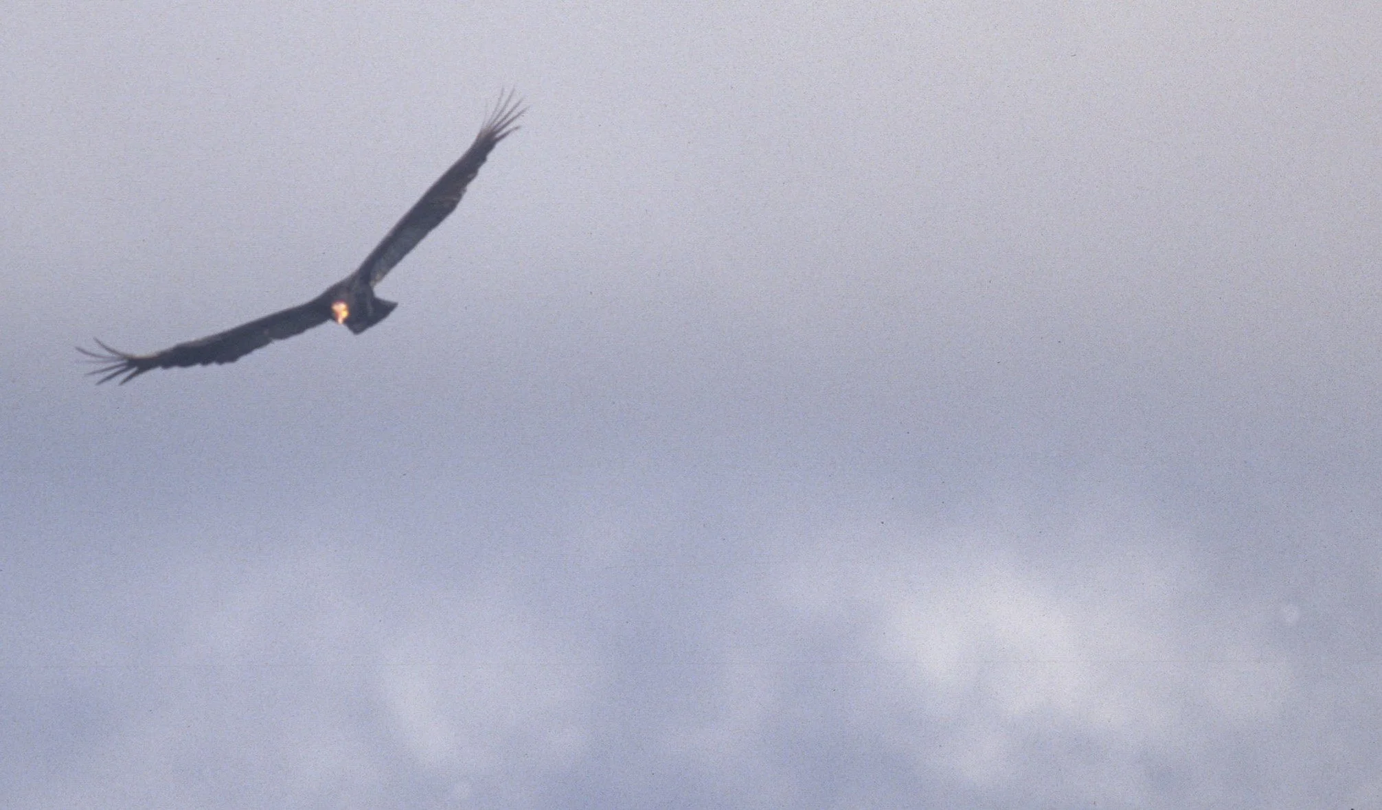 Cathartes melambrotus - GREATER YELLOW-HEADED VULTURE - MANU NATIONAL PARK PERU (2).jpg