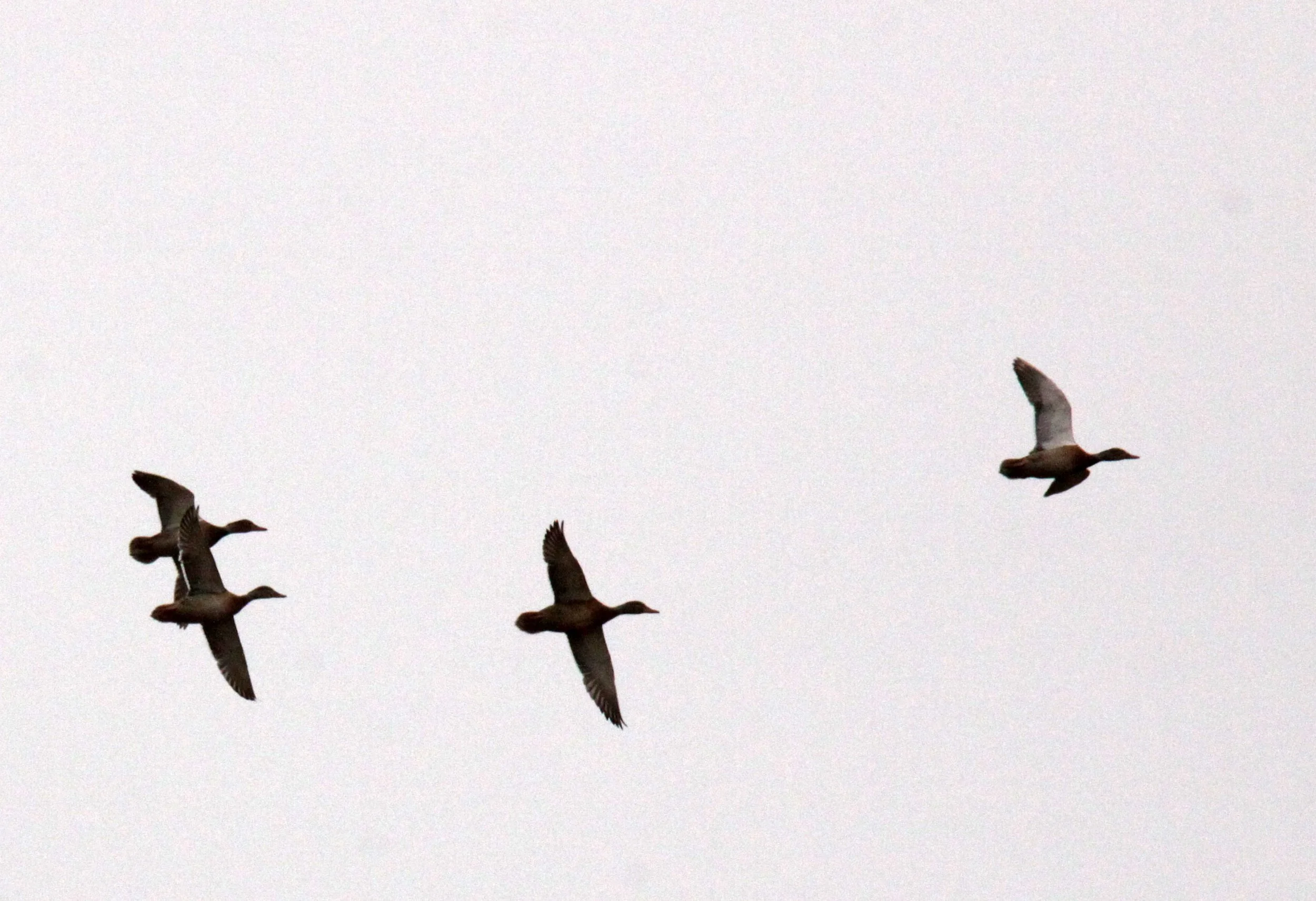 CHONGMING ISLAND DONGTAN WETLANDS RESERVE FIELD TRIP 2011 (40).JPG