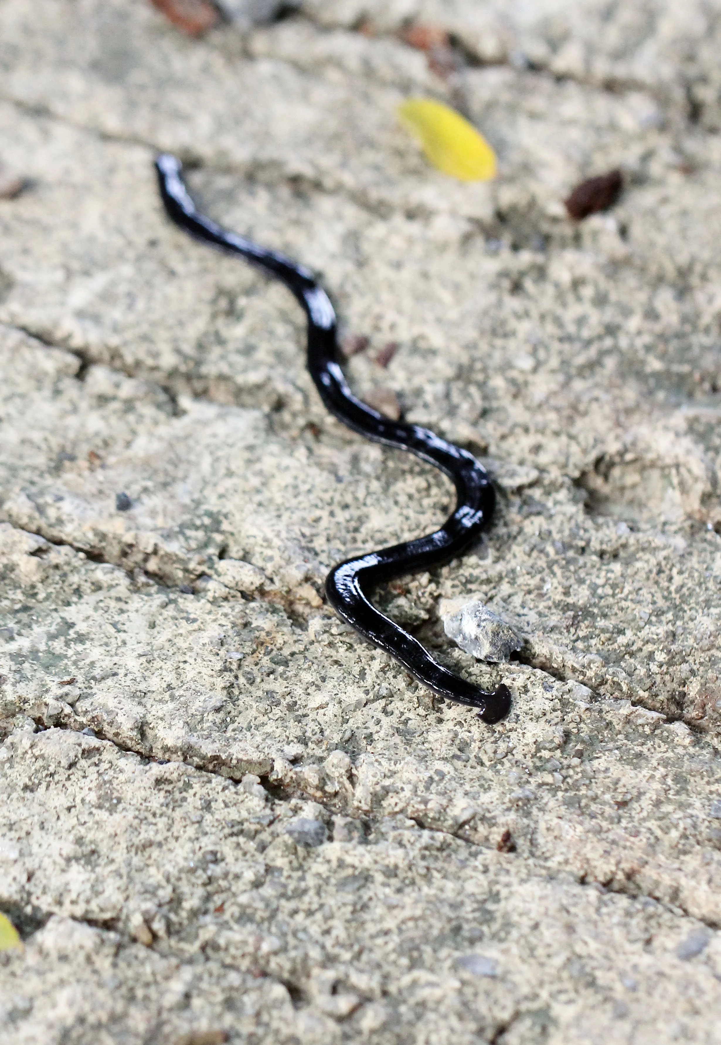 2015 Koh Lanta October Break Trip  (125).JPG