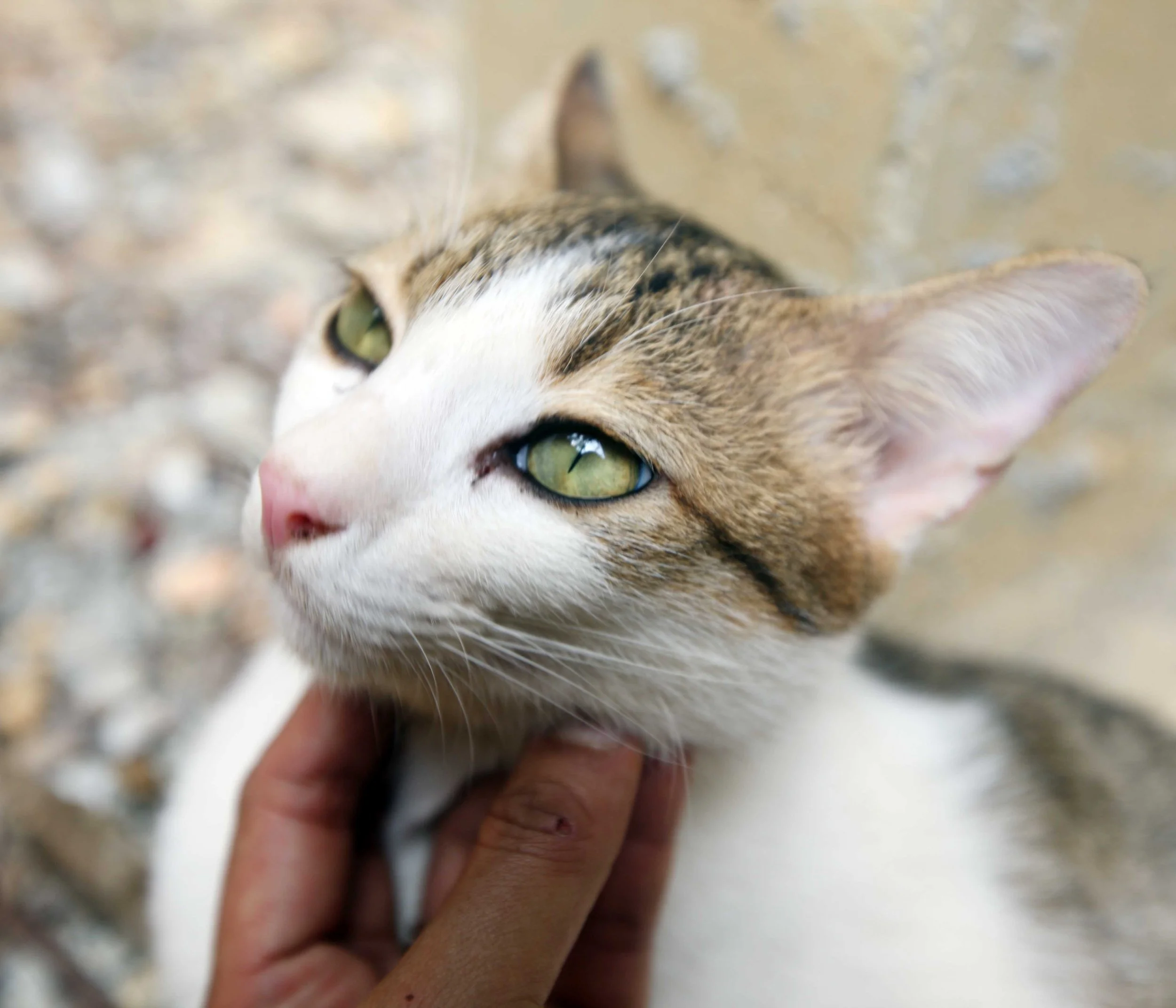 2015 Koh Lanta Songkran with friends from ISB (63).JPG
