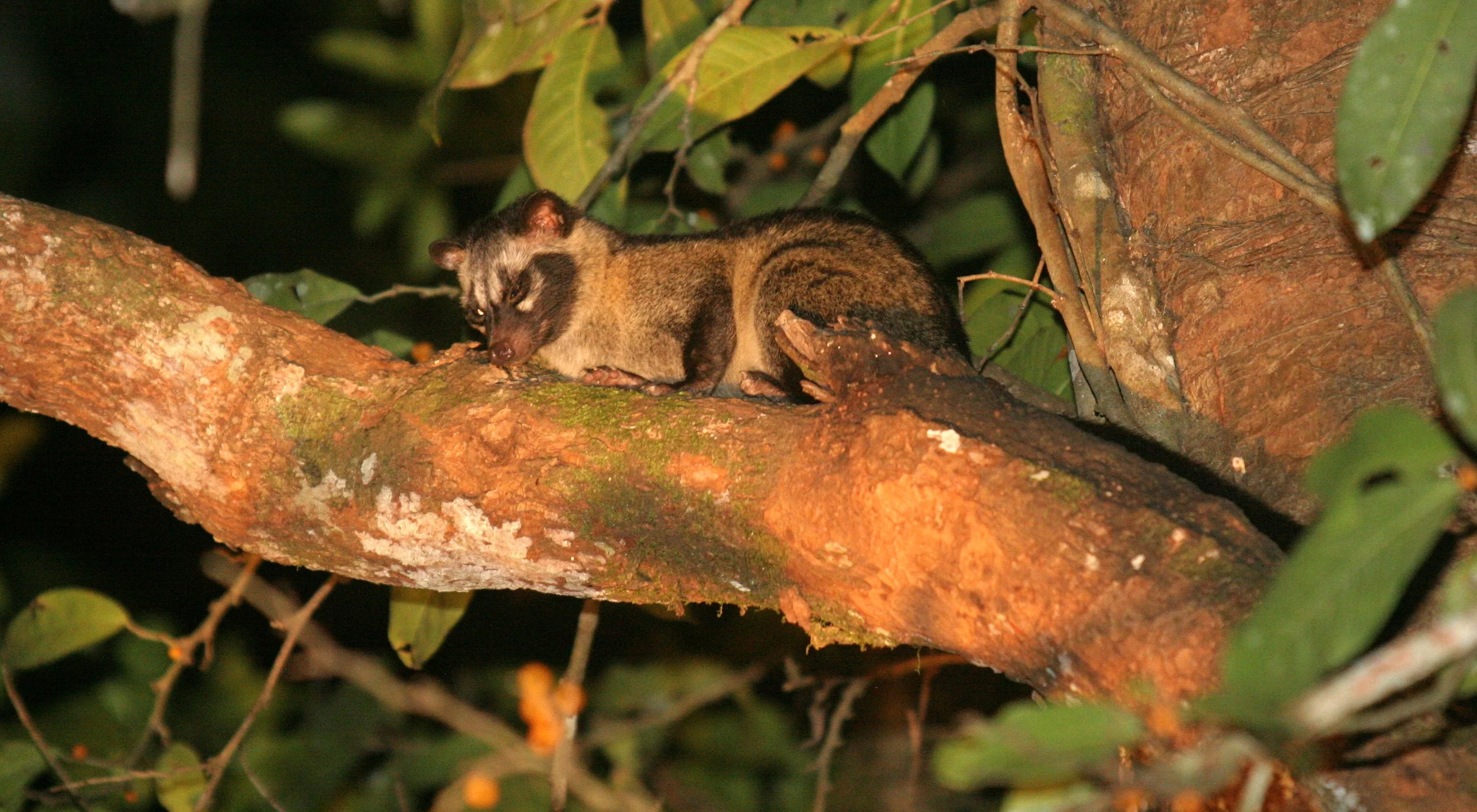 Paradoxurus hermaphroditus philippinensis - COMMON (PHILPPINE) PALM CIVET - TABIN WILDLIFE RESERVE BORNEO  (4).JPG