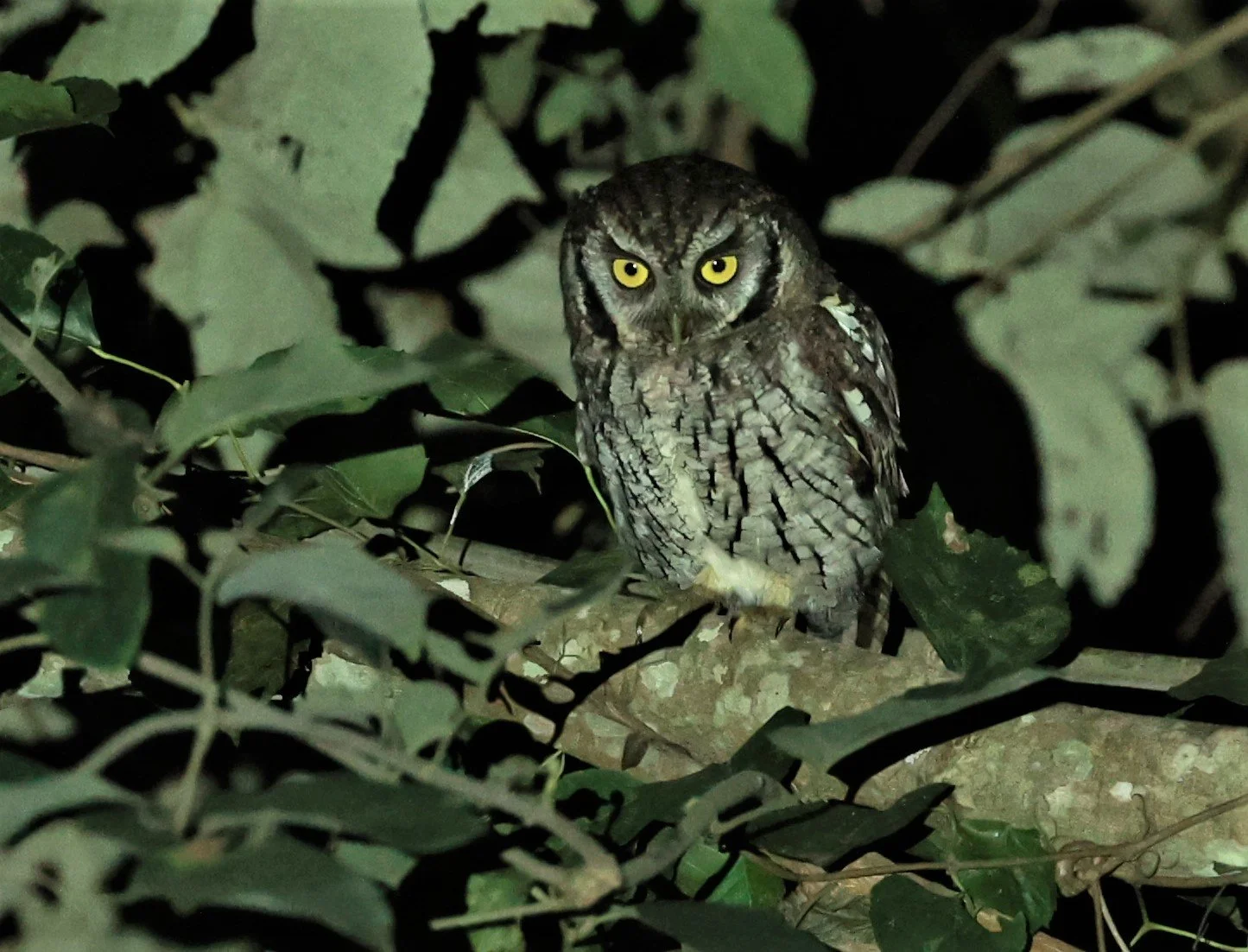 Owl - Tropical Screech Owl - Megascops choliba - Nazare Paulista, Sao Paulo State, Brazil (8).jpg
