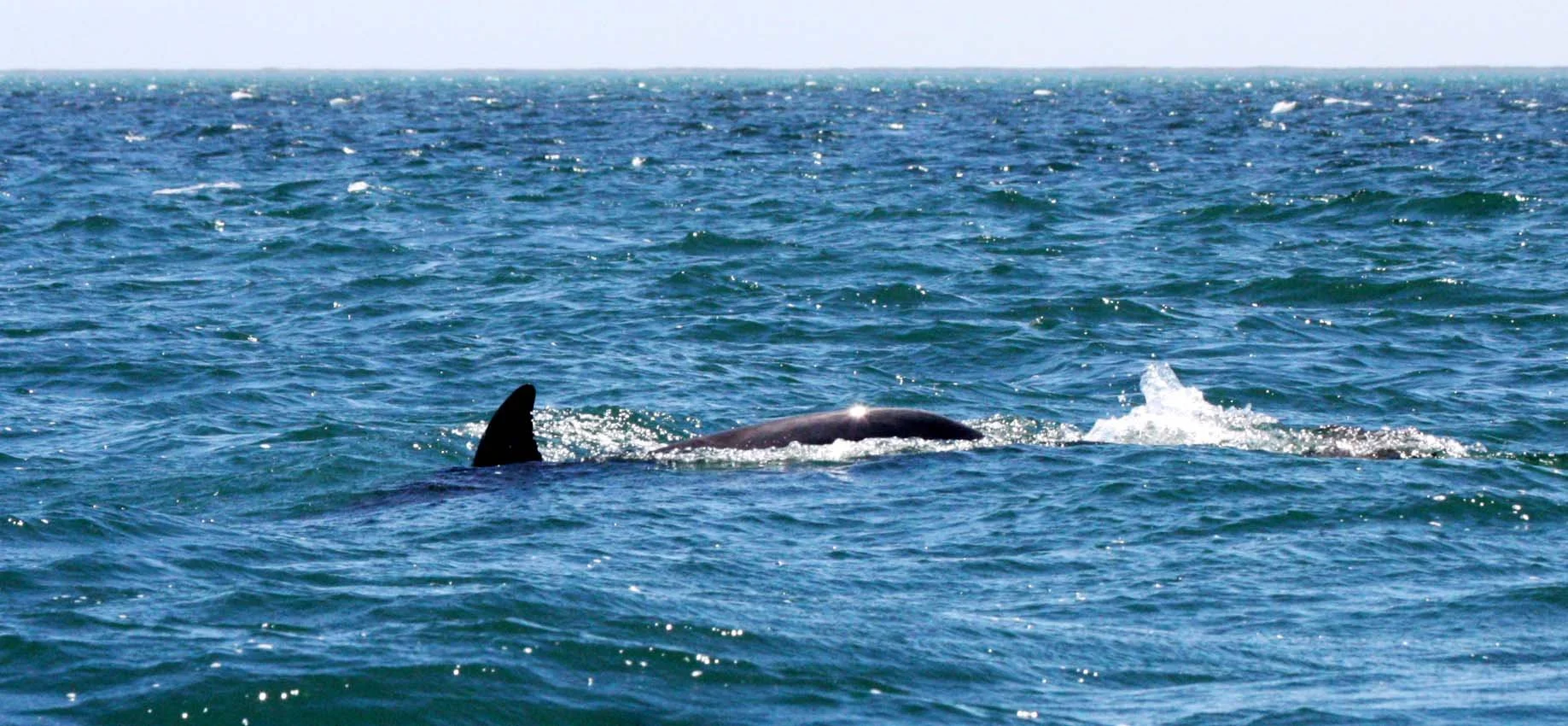CETACEAN - DOLPHIN - BOTTLENOSE DOLPHIN - SAN IGNACIO LAGOON BAJA MEXICO (7).JPG
