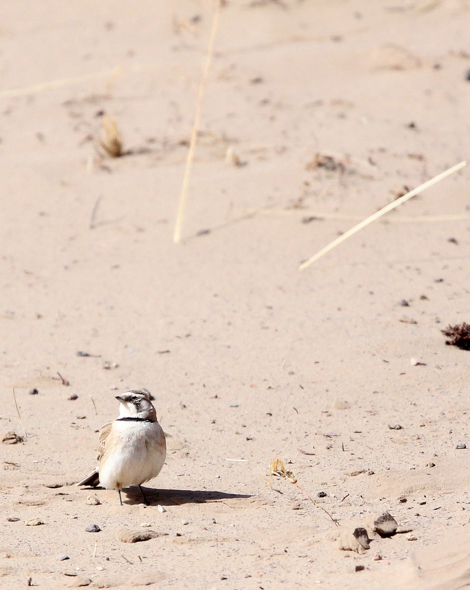Horned Lark (Eremophila alpestris) Qinghai Lake China (3).JPG