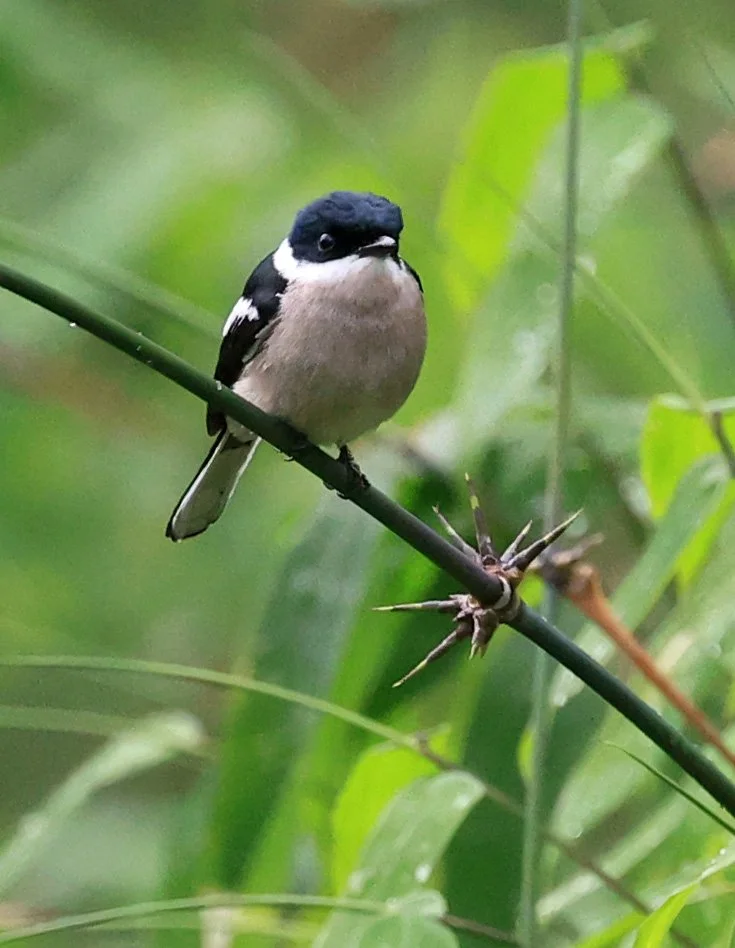 Bar-winged Flycatcher-shrike (Hemipus picatus) Khao Yai National Park Feb 2026 Day 2 (30).jpg