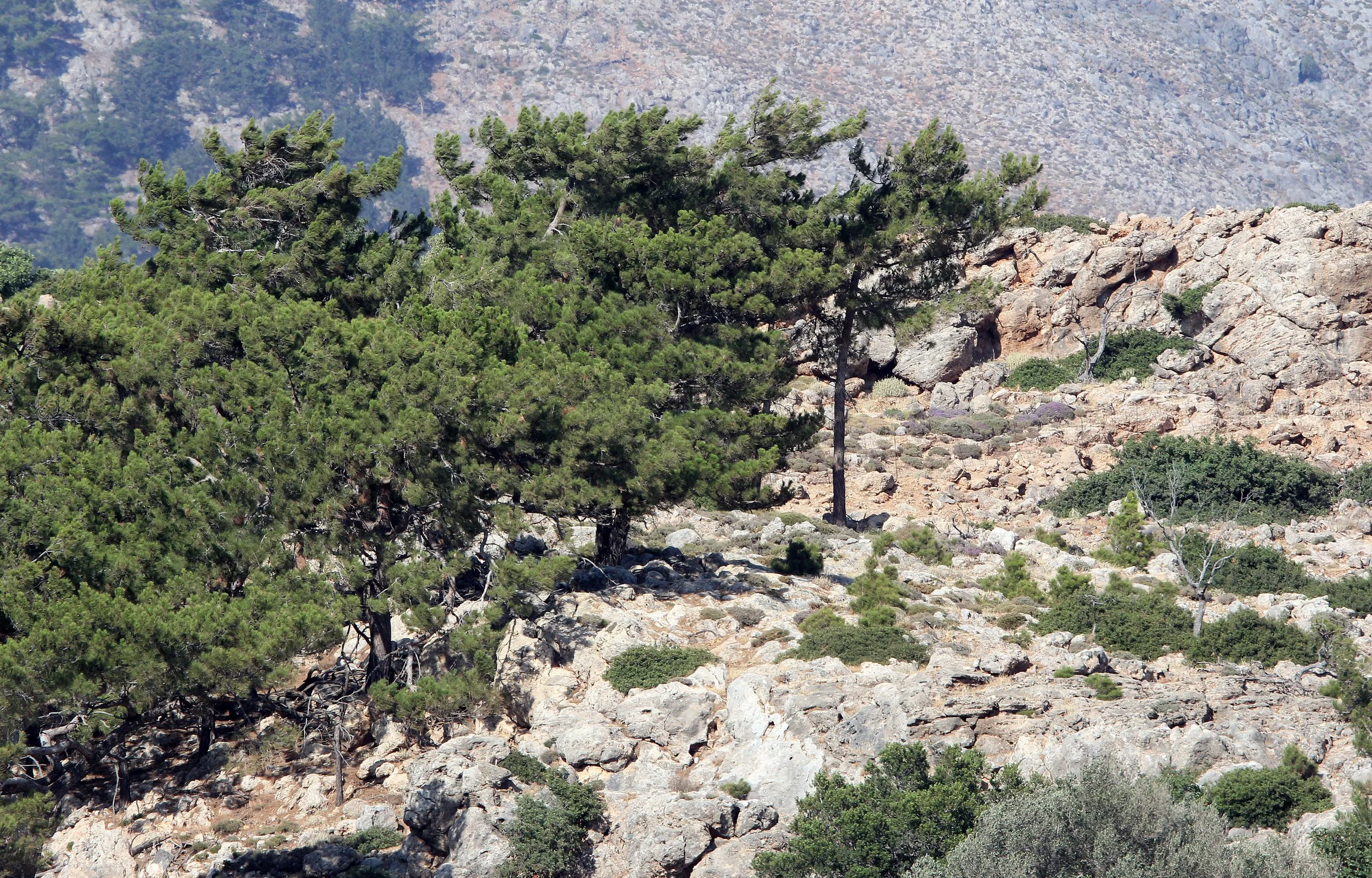 SAMARIA GORGE NATIONAL PARK CRETE GREECE (3).JPG