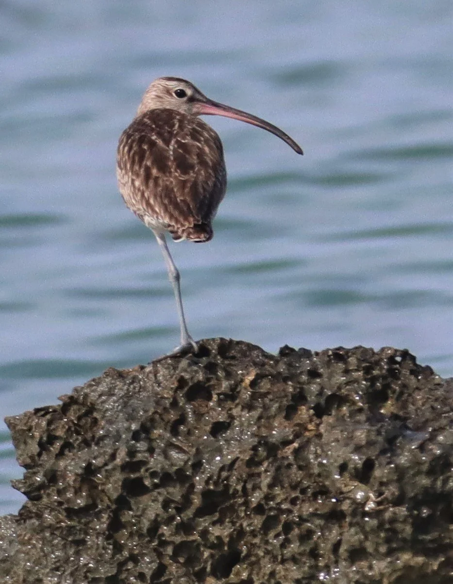 WHIMBREL - Numenius phaeopus - LAEM PAKARAM  PHANG NGA (38).jpg