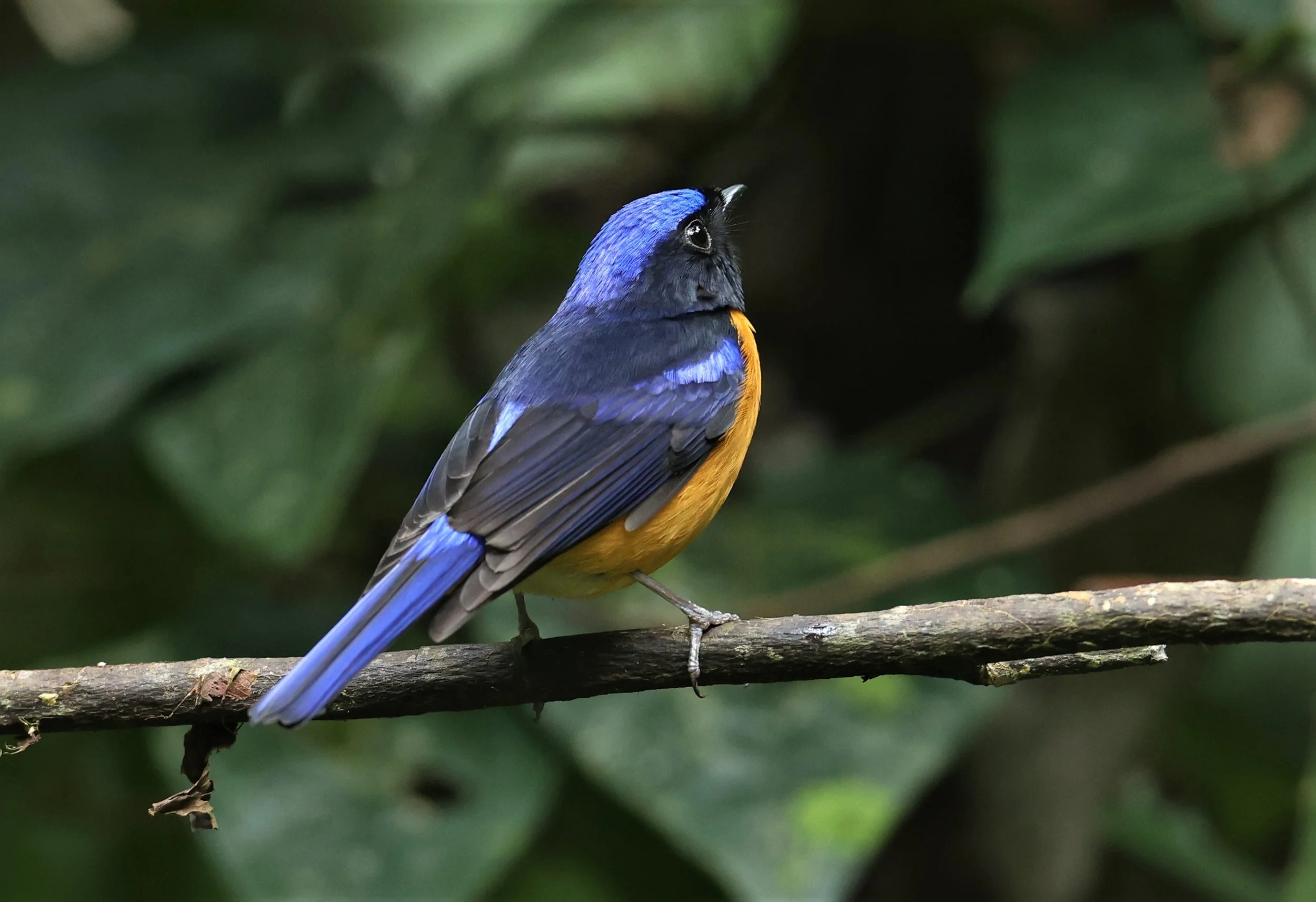 NILTAVA - RUFOUS-BELLIED NILTAVA - Niltava sundar - DOI INTHANON NP CHIANG MAI, DEC 2021.JPG