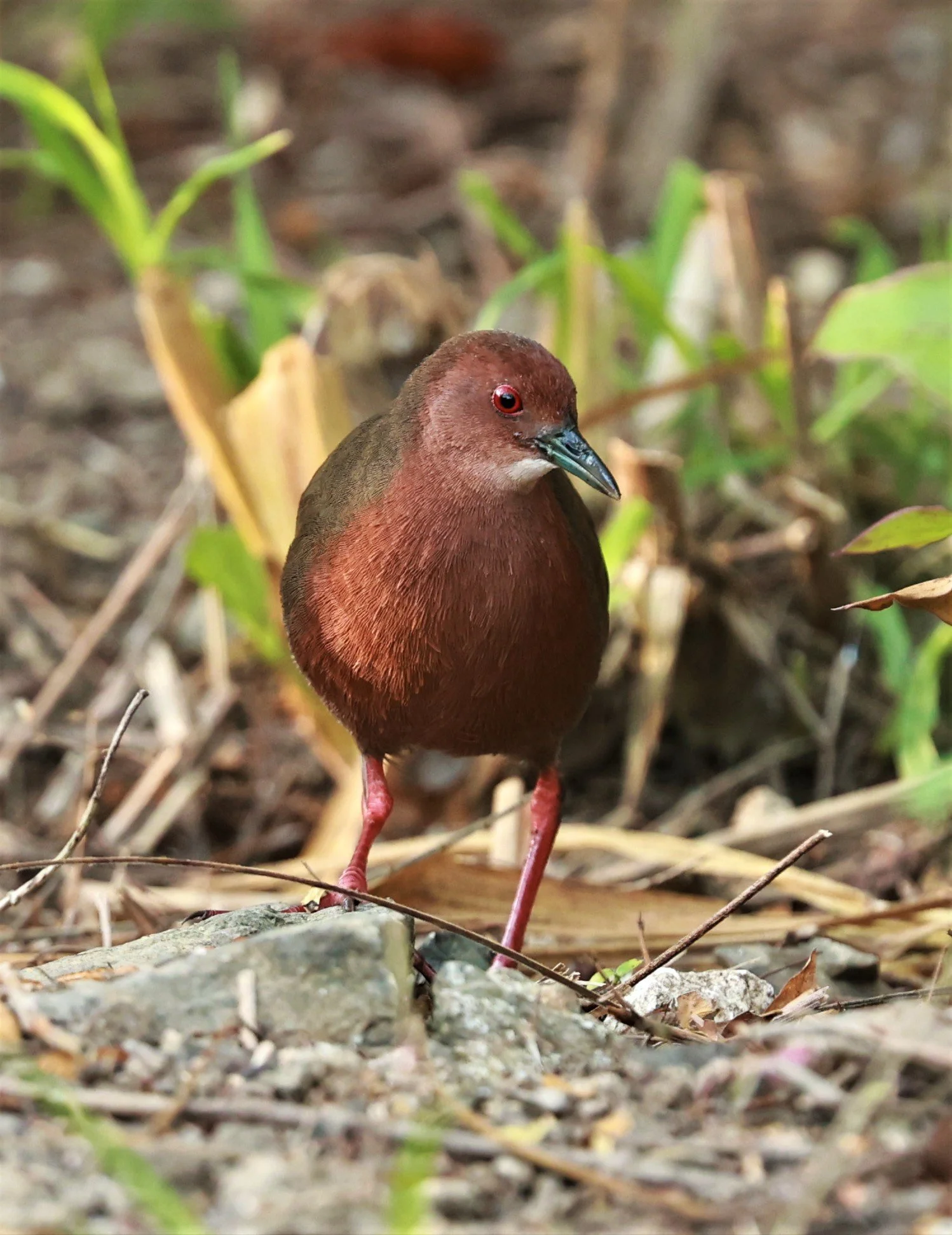 Ruddy-breasted Crake (Porzana fusca) Kaeng Krachan NP Vicinity (12).jpg
