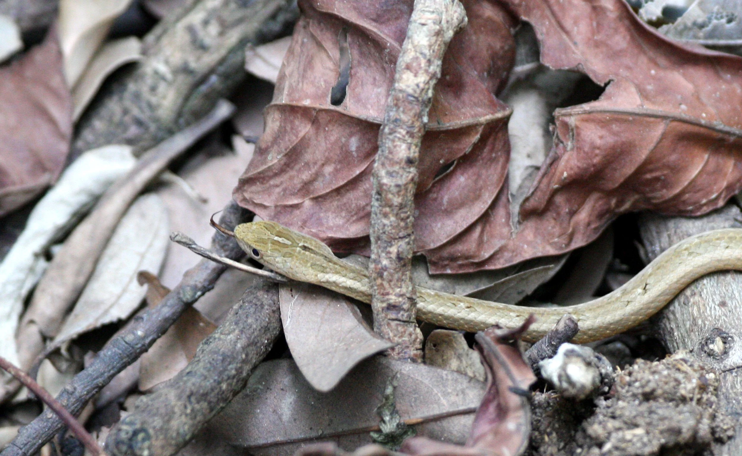 REPTILE - SNAKE - TAIWAN - SUBTROPICAL FOREST (5).JPG