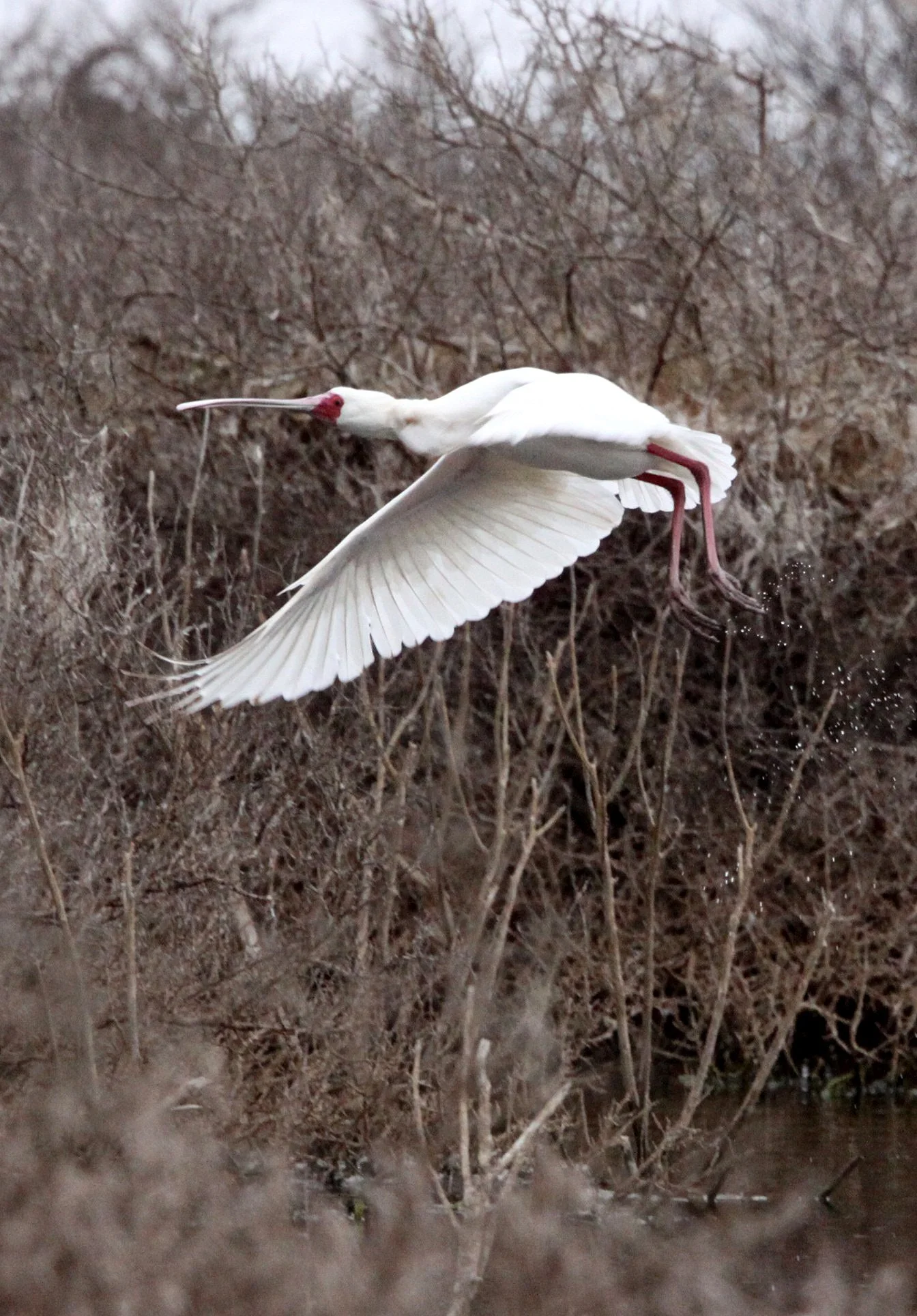 SPOONBILL - AFRICAN SPOONBILL - Platalea alba - DE HOOP RESERVE SOUTH AFRICA (12).JPG