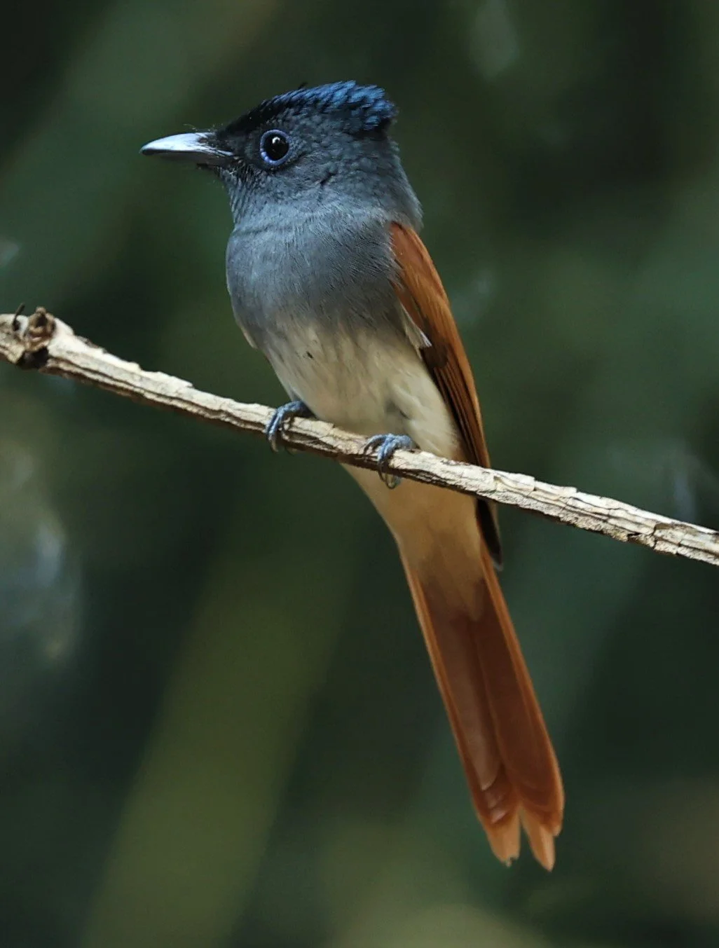 PARADISE-FLYCATCHER - BLYTH'S PARADISE-FLYCATCHER - Terpsiphone affinis - WAT THAM PRATHUM CHONBURI JAN 30 2022 (40).jpg