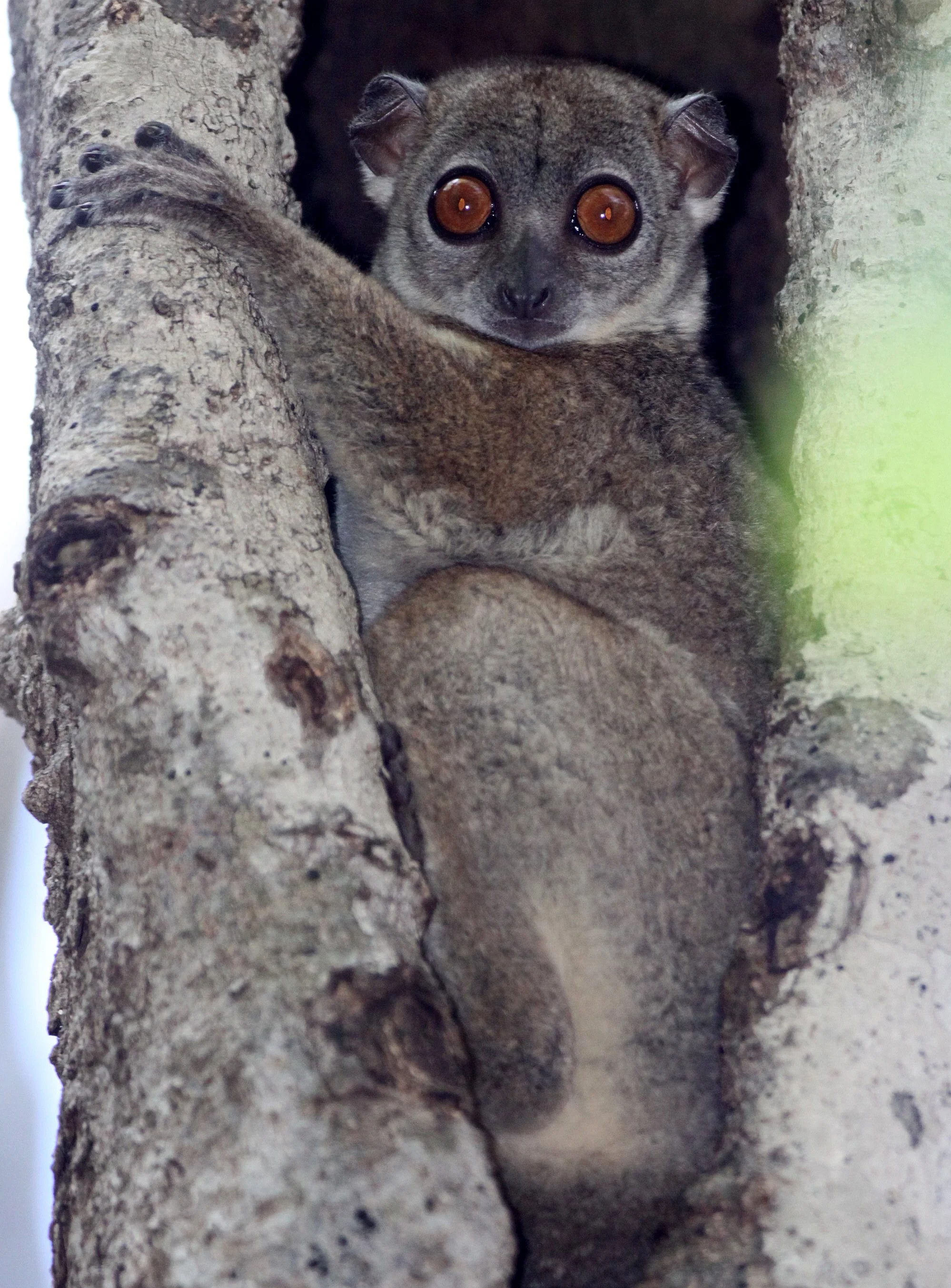 LEPILEMURIDAE - Lepilemur septentrionalis - SAHAFARY SPORTIVE LEMUR - ANKARANA NATIONAL PARK MADAGASCAR (77).JPG