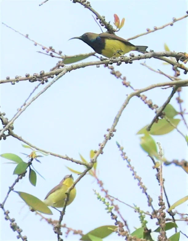 SUNBIRD - OLIVE-BACKED SUNBIRD - Nectarinia jugularis - THALE NOI WETLANDS PATTHALUNG PROVINCE (10).jpg