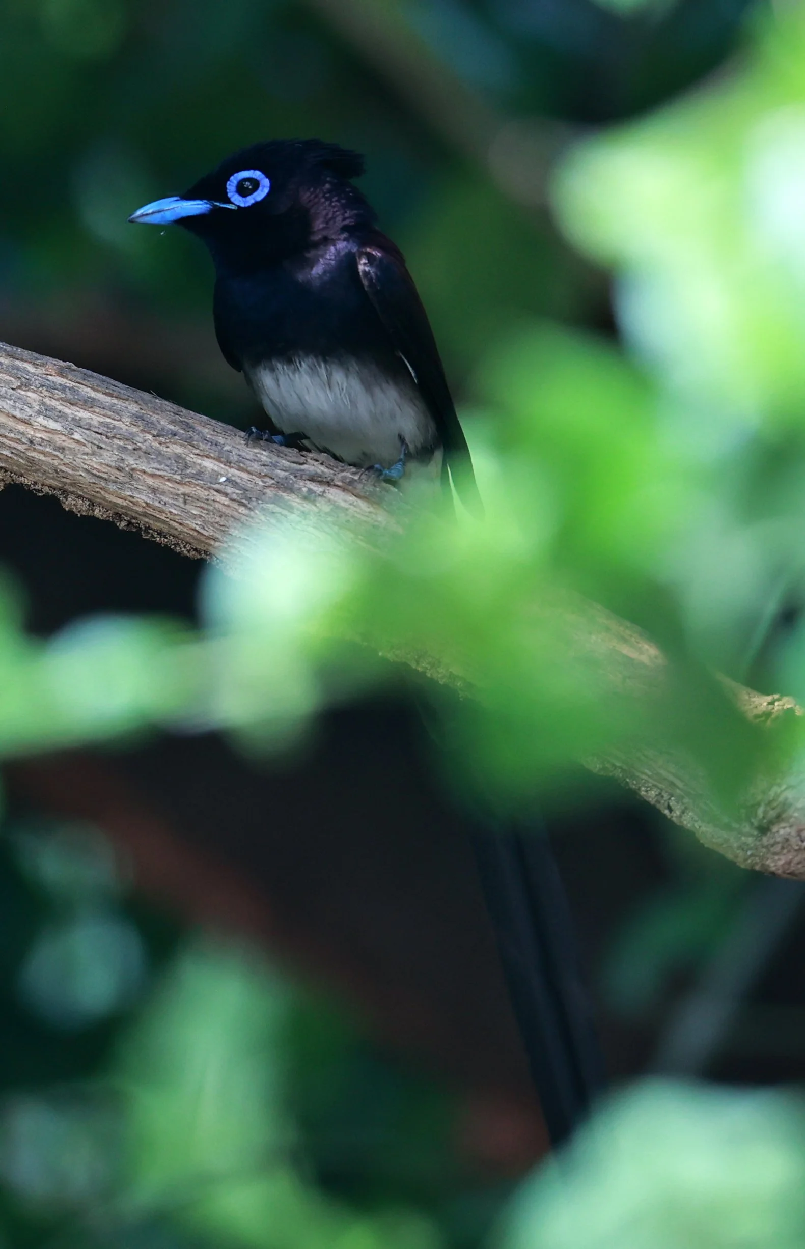 Paradise Flycatcher - Black or Japanese Paradise Flycatcher - Terpsiphone atrocaudata - Bang Pu Mangrove Forest Preserve (9).jpg