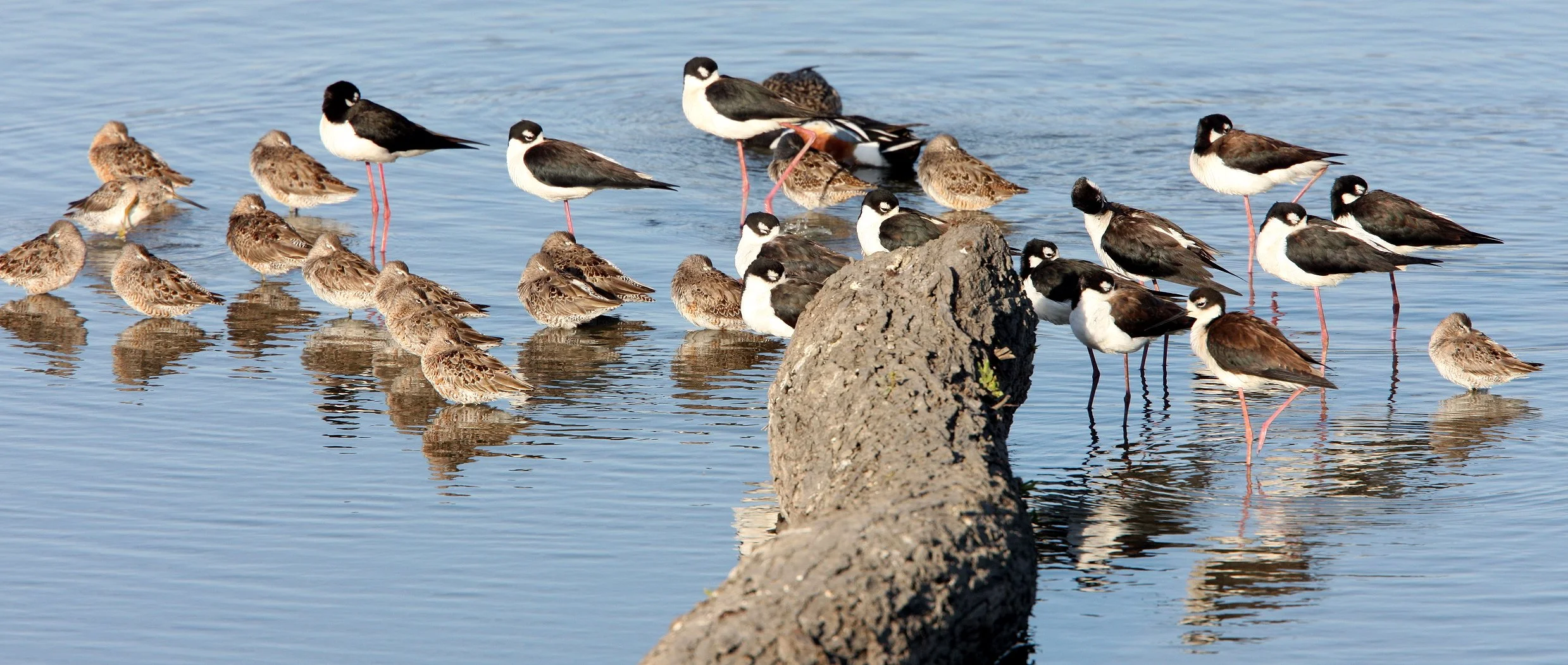 BIRD - STILT - BLACK-NECKED STILT - WITH LONG-BILLED DOWITCHER - SAN JOAQUIN WILDLIFE REFUGE IRVINE CALIFORNIA.JPG