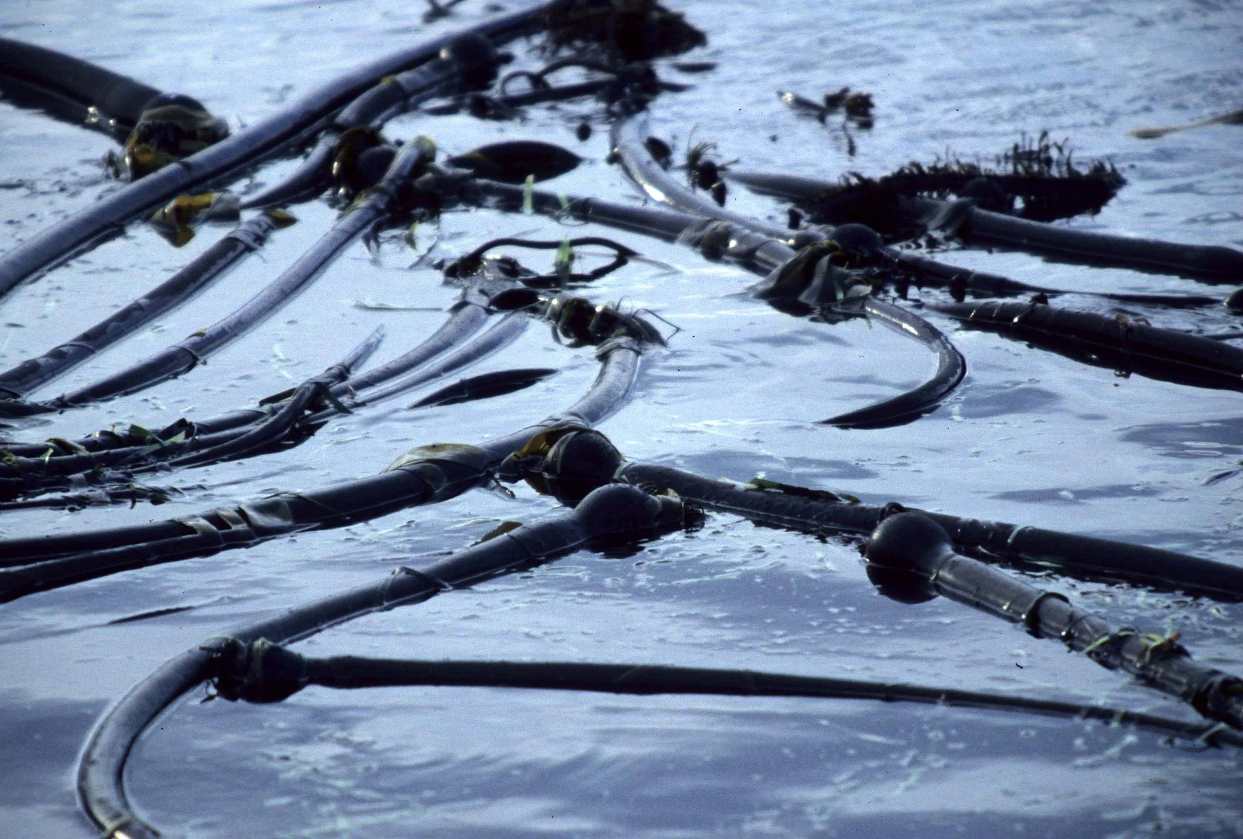 CALIFORNIA - BODEGA BAY - MARINE ALGAE SPECIES.jpg