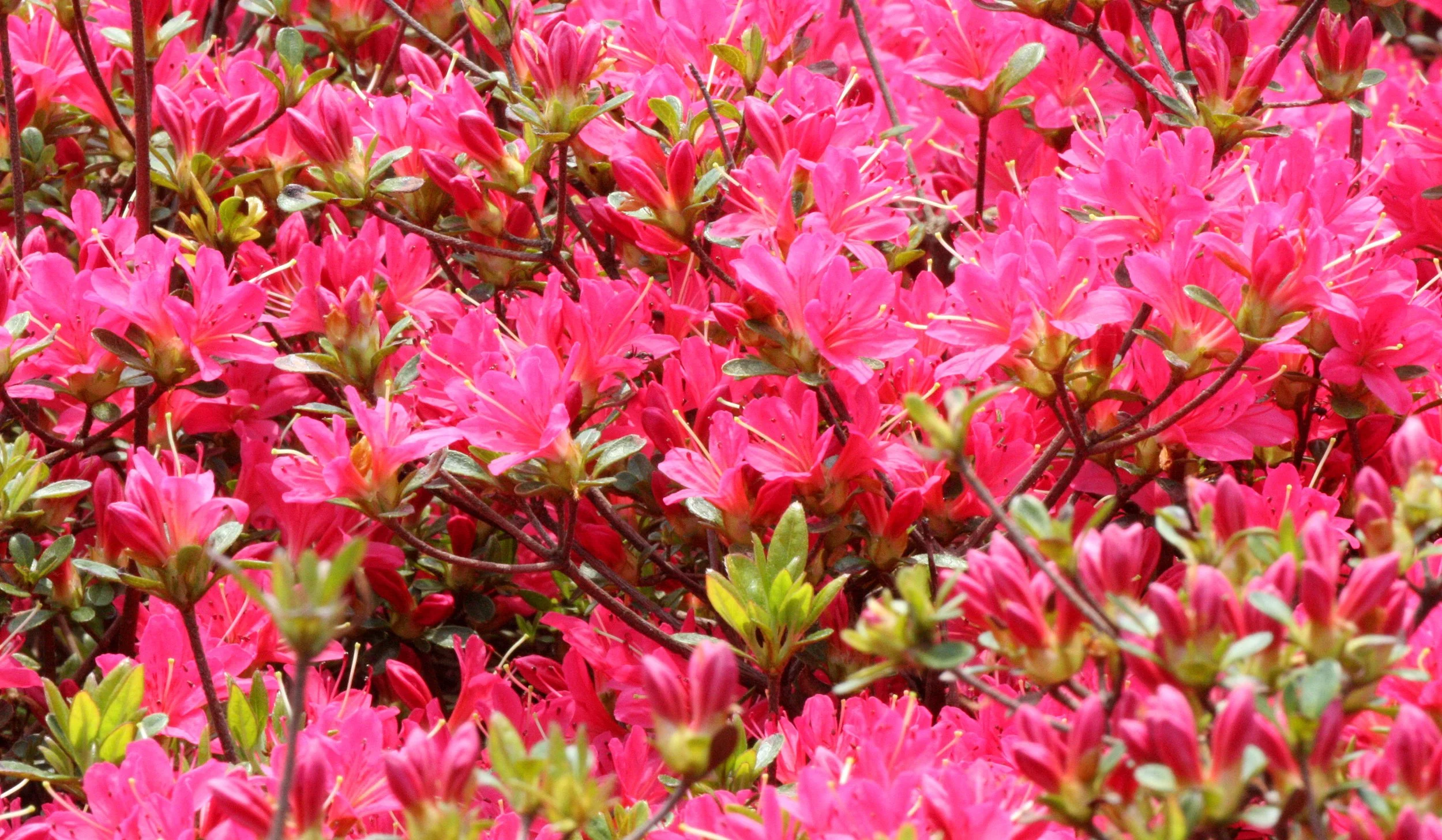 ERICACEAE - RHODODENDRON ALBRECHTI - Murasaki-yashio-tsutsuji - JAPANESE  RHODODENDRON - SHIMOKITA PENINSULA JAPAN (11).JPG