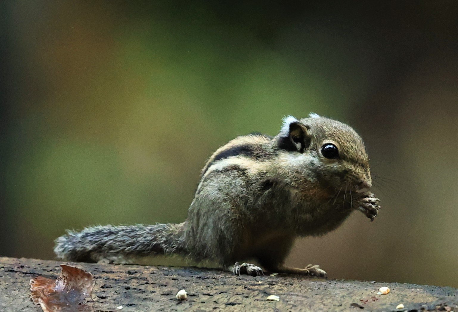 Tamiops mcclellandii - HIMALAYAN STRIPED SQUIRREL - BUKIT TINGGI MALAYSIA JUNE 2022 (25).jpg
