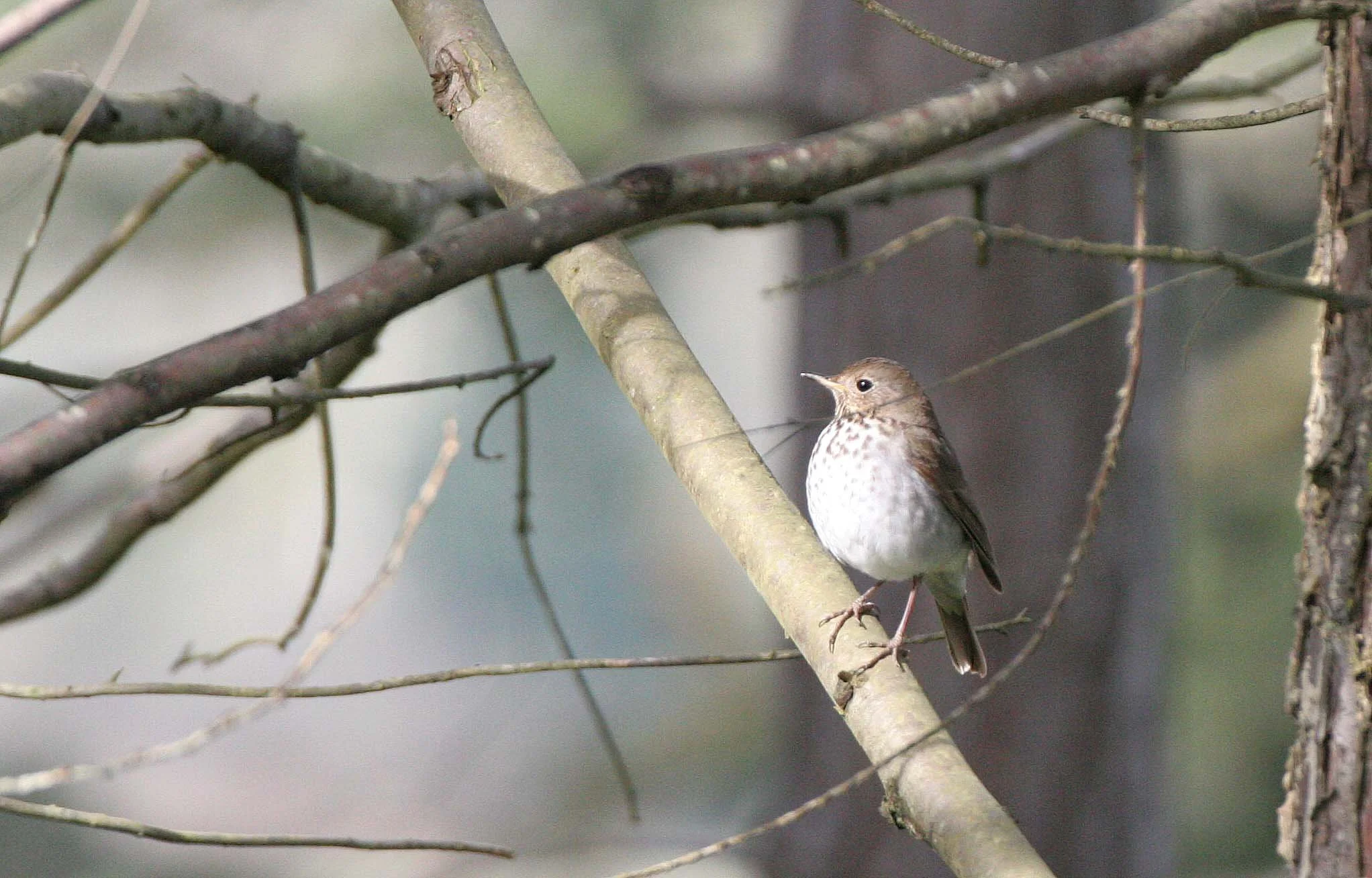 BIRD - THRUSH - SWAINSON'S THRUSH - LAKE FARM WA.JPG