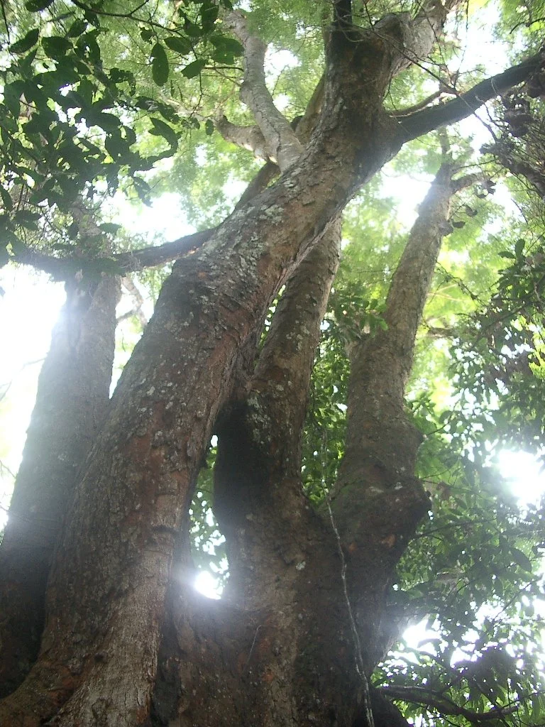 KOH LANTA - PROPERTY - 2004 (69).JPG