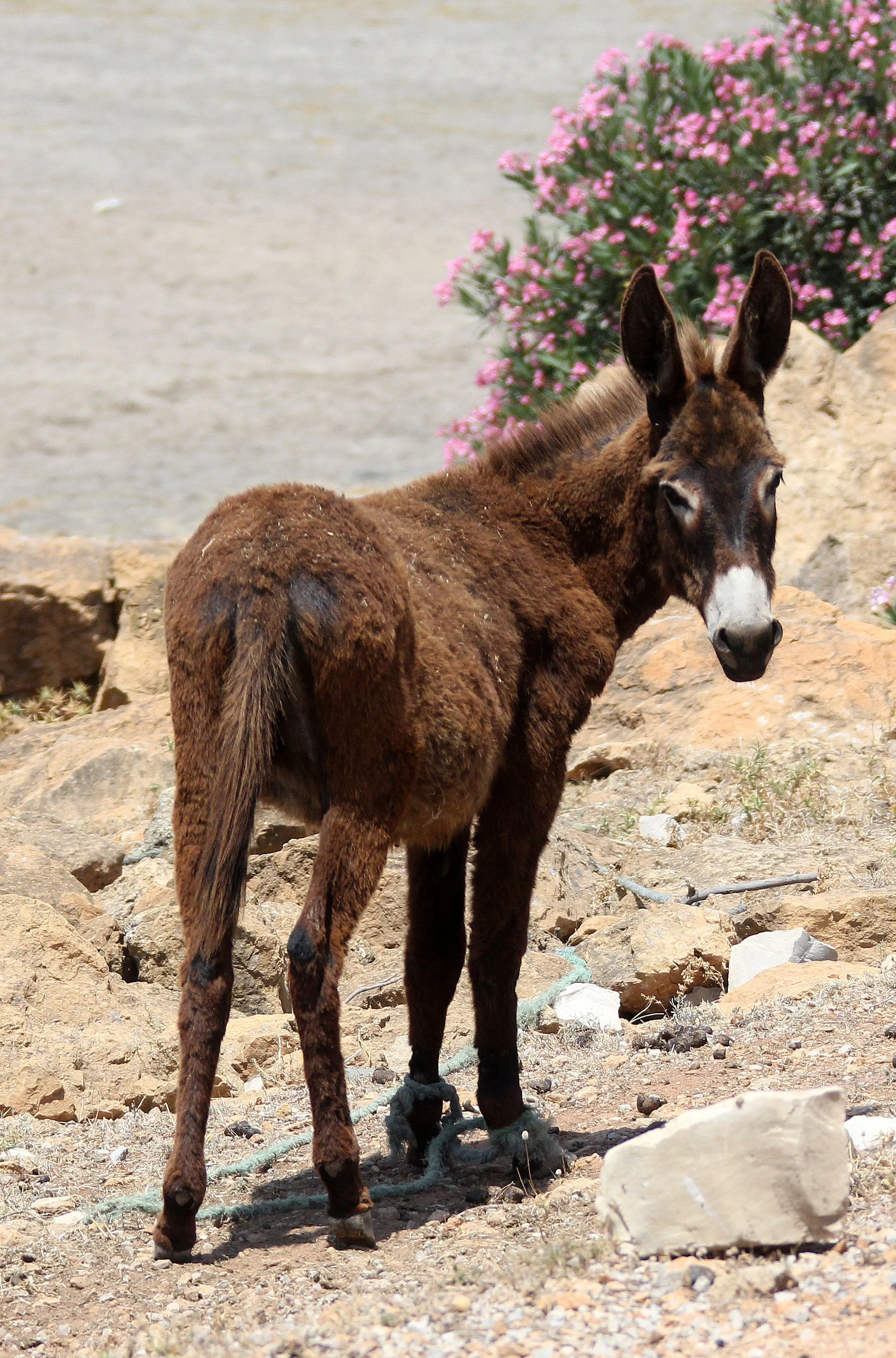 Hamamet Tunisia