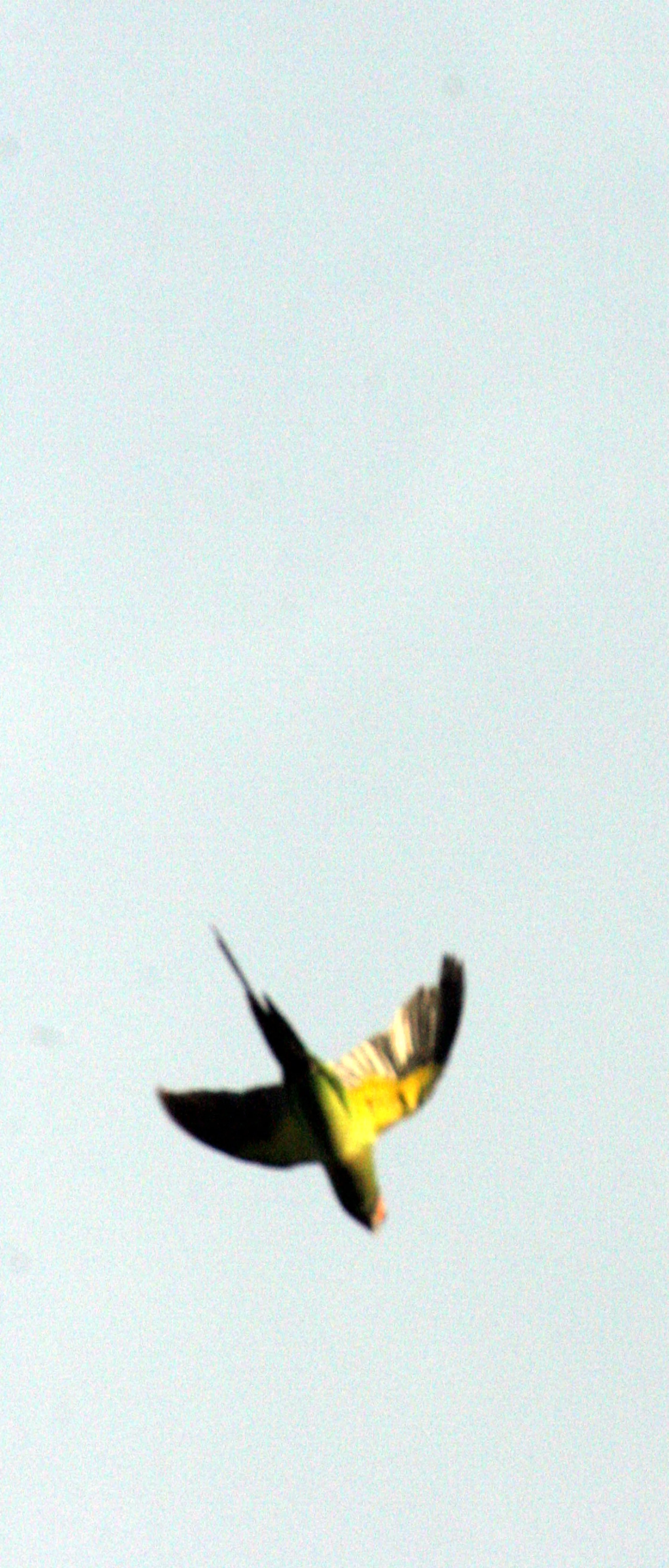 BIRD - PARAKEET - LONG-TAILED PARAKEET - PSITTACULA LONGICAUDA - KINABATANGAN RIVER BORNEO.JPG