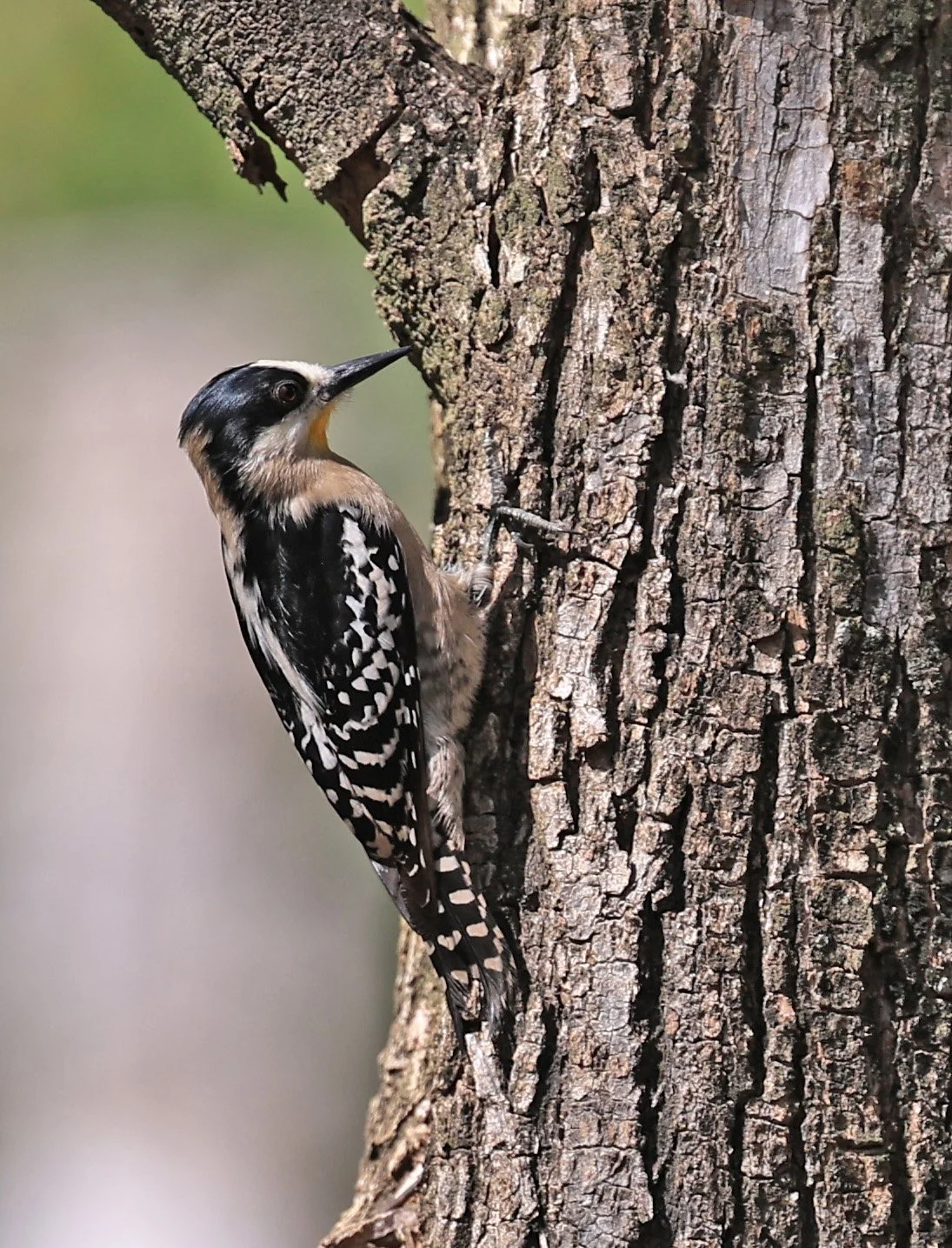 White-fronted Woodpecker (Melanerpes cactorum) Hotel Campestre Iparoma Paraguay (6).jpg