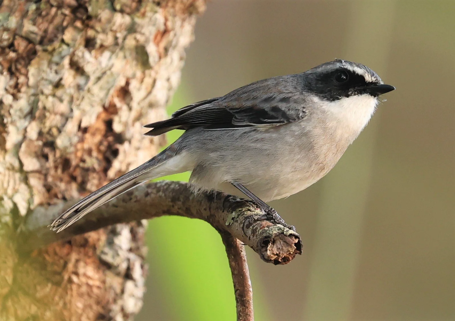 BUSH CHAT - GREY BUSH CHAT - Saxicola ferreus - DOI LANG WEST, DOI PHA HOM POK NP, CHIANG MAI DEC 2021 (7).jpg
