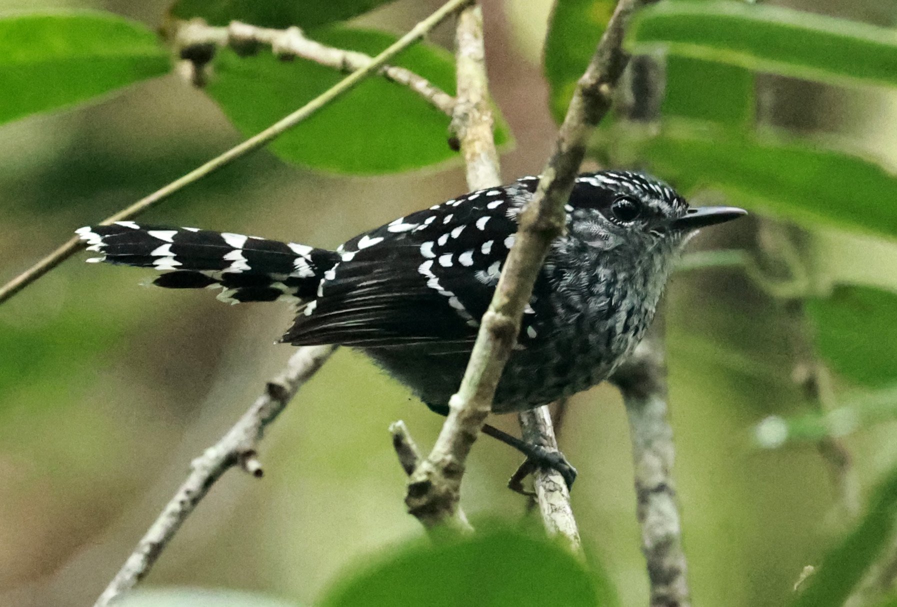 Scaled Antbird (Drymophila squamata) Superagui National Park, Brazil (3).jpg