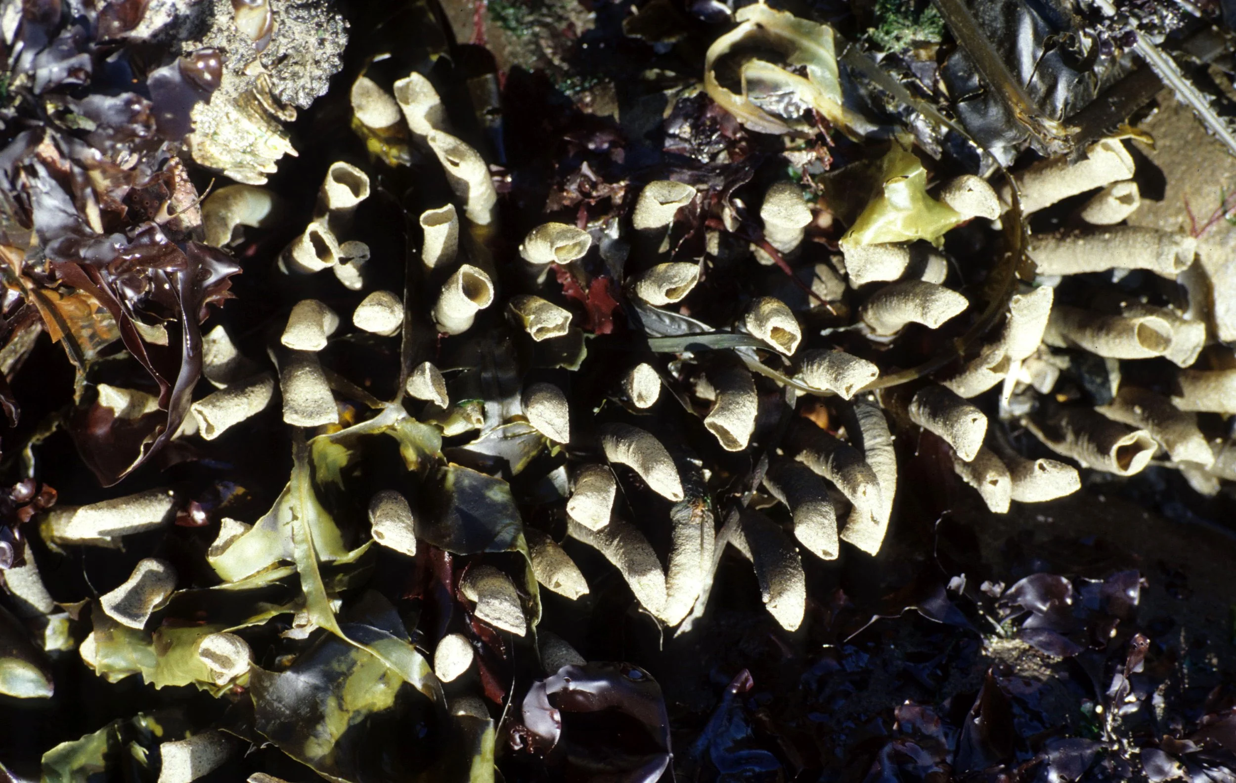 INVERTS - INTERTIDAL - ANNELIDA - FEATHER DUSTER WORMS (10).jpg