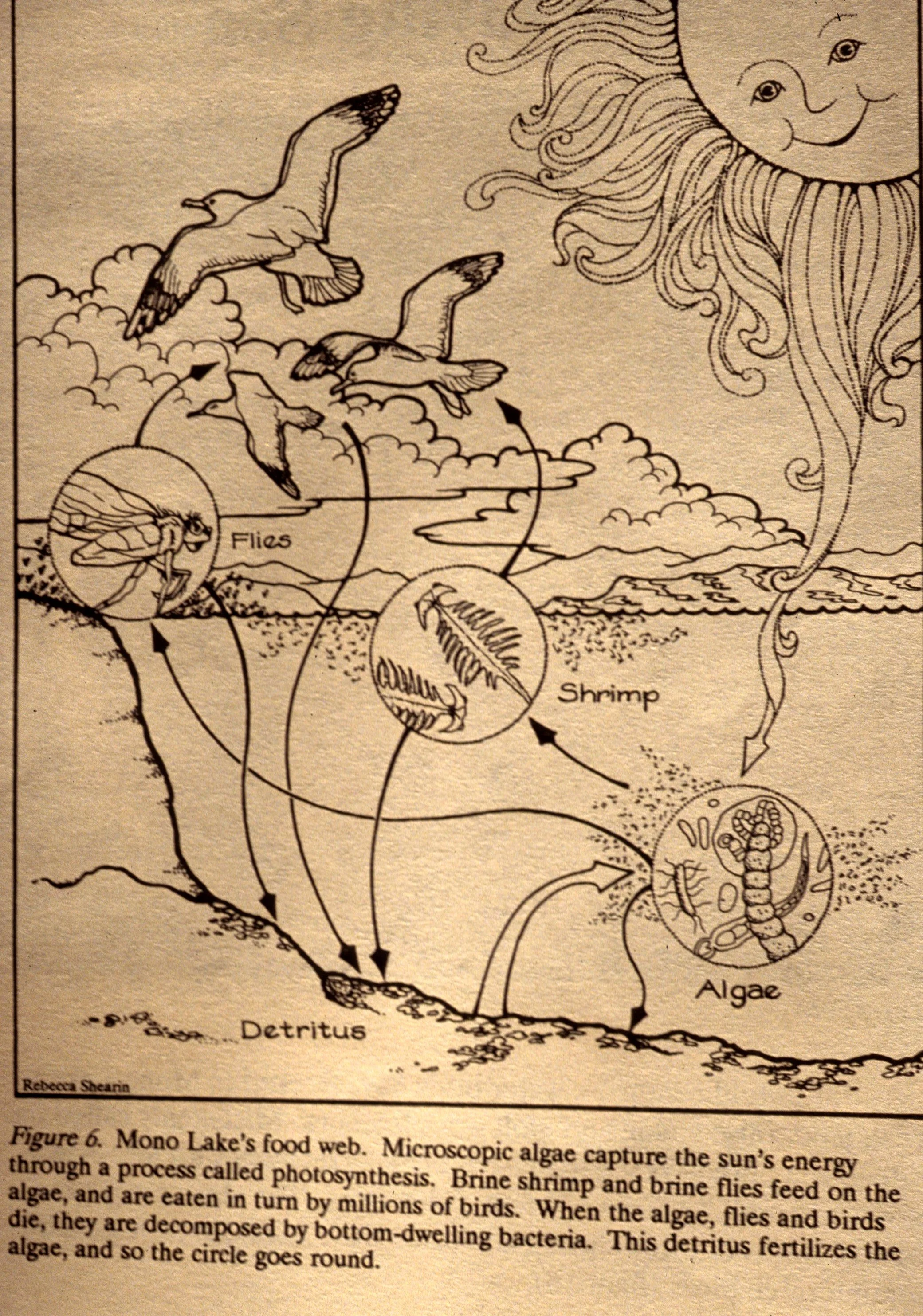 CALIFORNIA - MONO LAKE - FOOD CHAIN.jpg