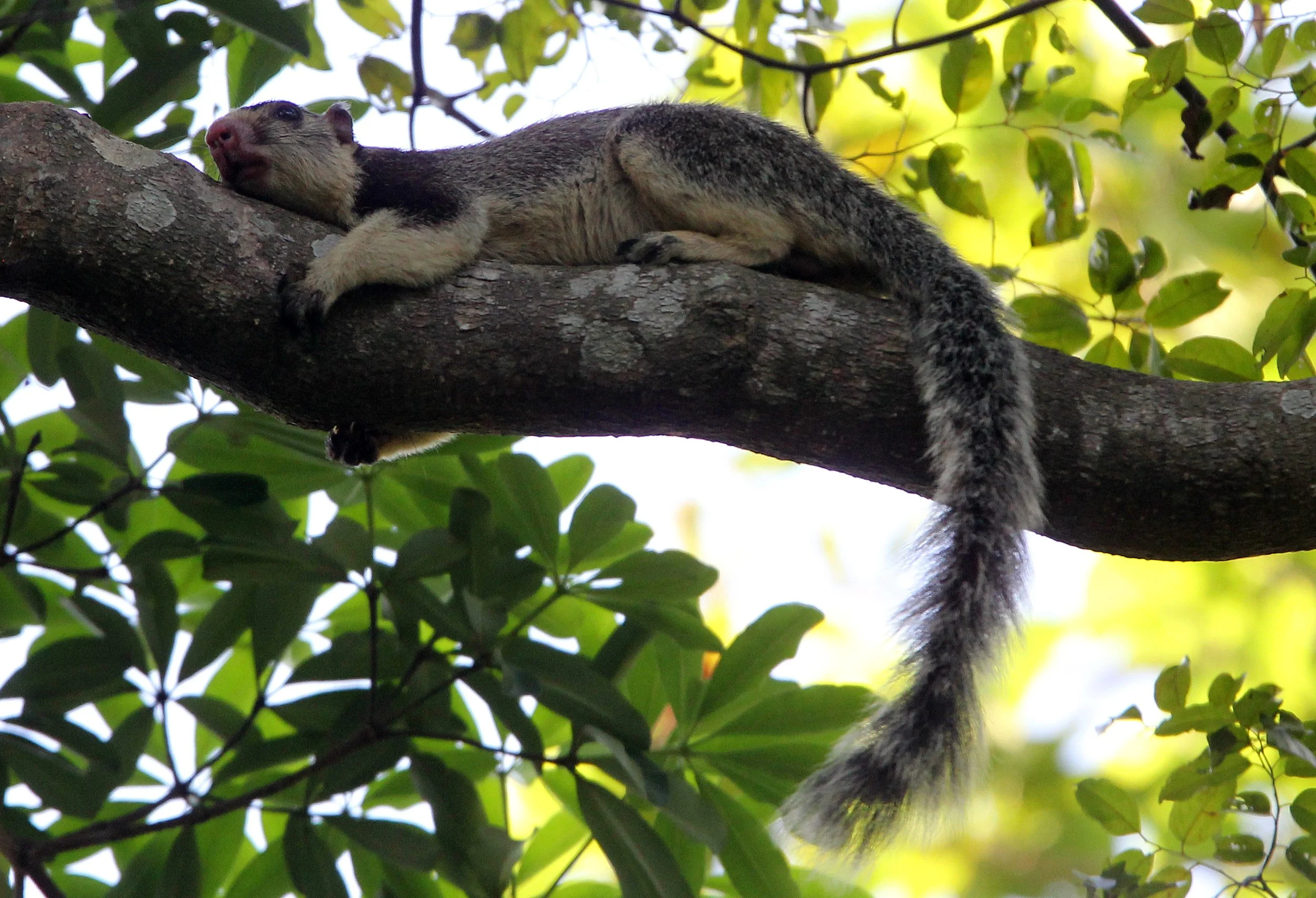 Ratufa macroura dandolena - DRY ZONE (GRIZZLED) SRI LANKA GIANT SQUIRREL - SIRIGIYA FOREST AND FORTRESS AREA SRI LANKA - PHOTO BY SOM SMITH (10).JPG