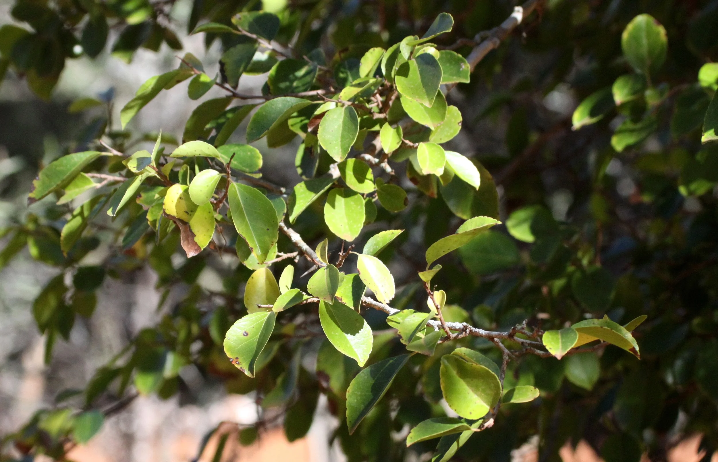 PLANT - XEROPHYTIC SPECIES - BERENTY RESERVE MADAGASCAR (2).JPG