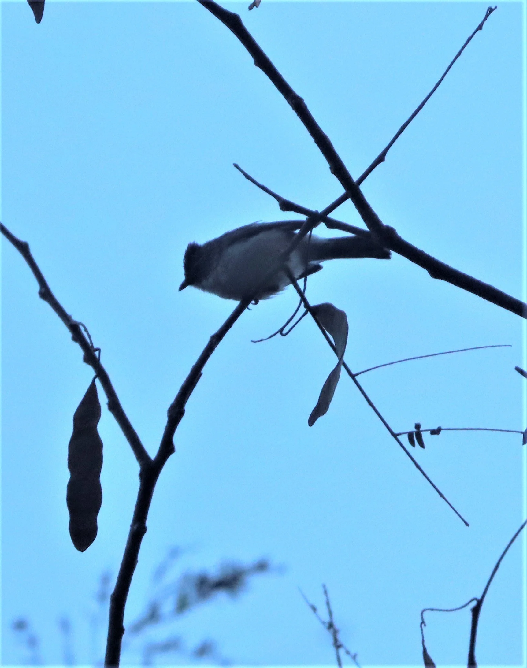 Burmese Yuhina (Yuhina humilis) Doi Inthanon NP Chiang Mai (1).jpg