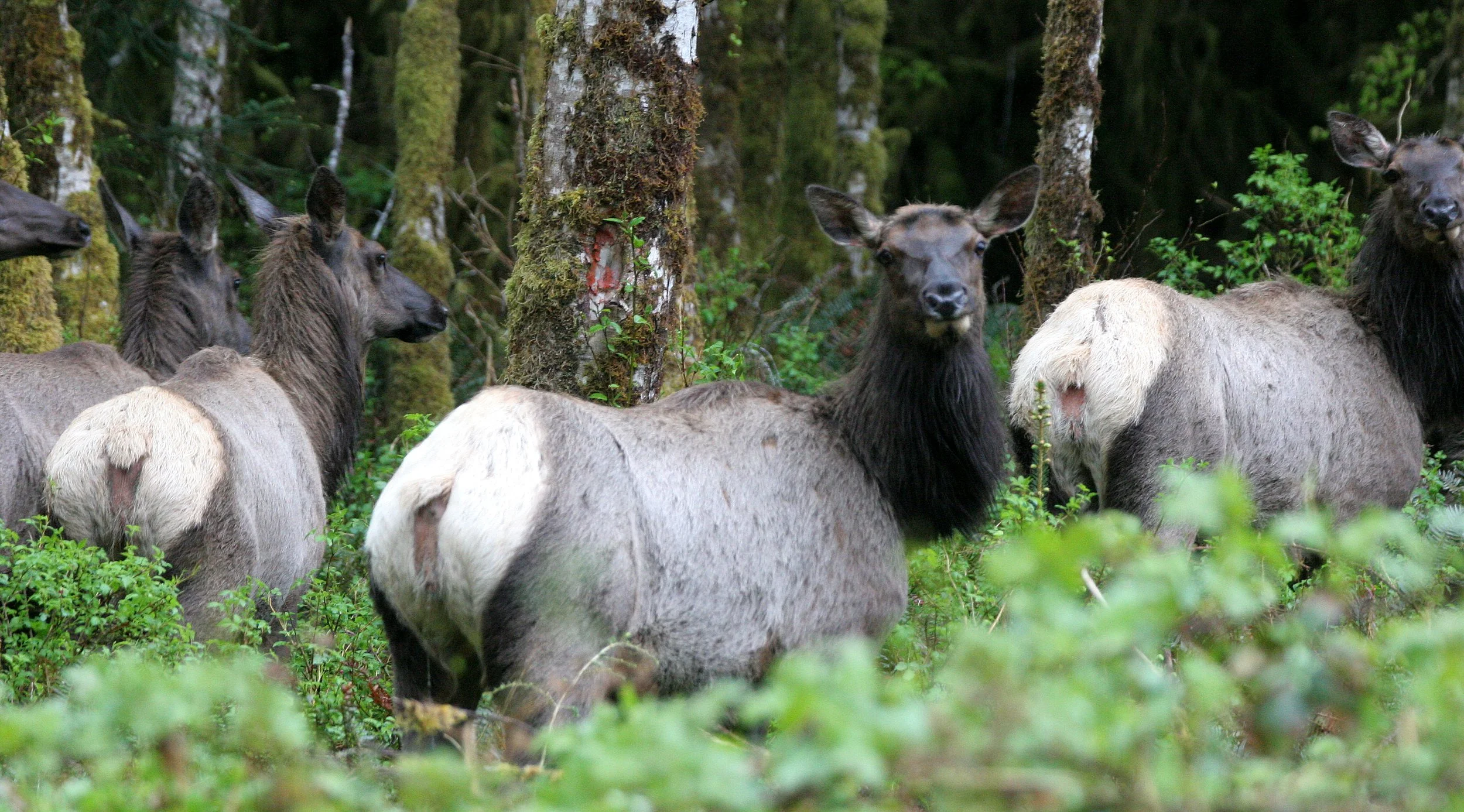 CERVID - ELK - ROOSEVELT ELK - CERVUS ELAPHUS ROOSEVELTI - HOH RIVER VALLEY - ONP WA (131).JPG