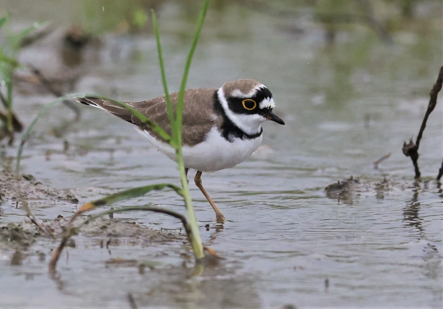 Common Ringed Plover (Charadrius hiaticula)
