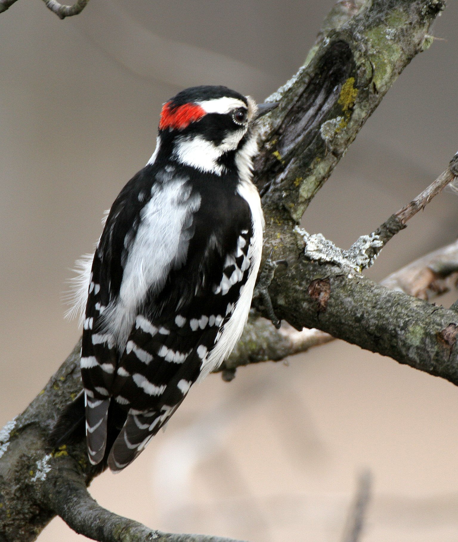 BIRD - WOODPECKER - DOWNY WOODPECKER - LINCOLN MARSH ILLINOIS (24).JPG
