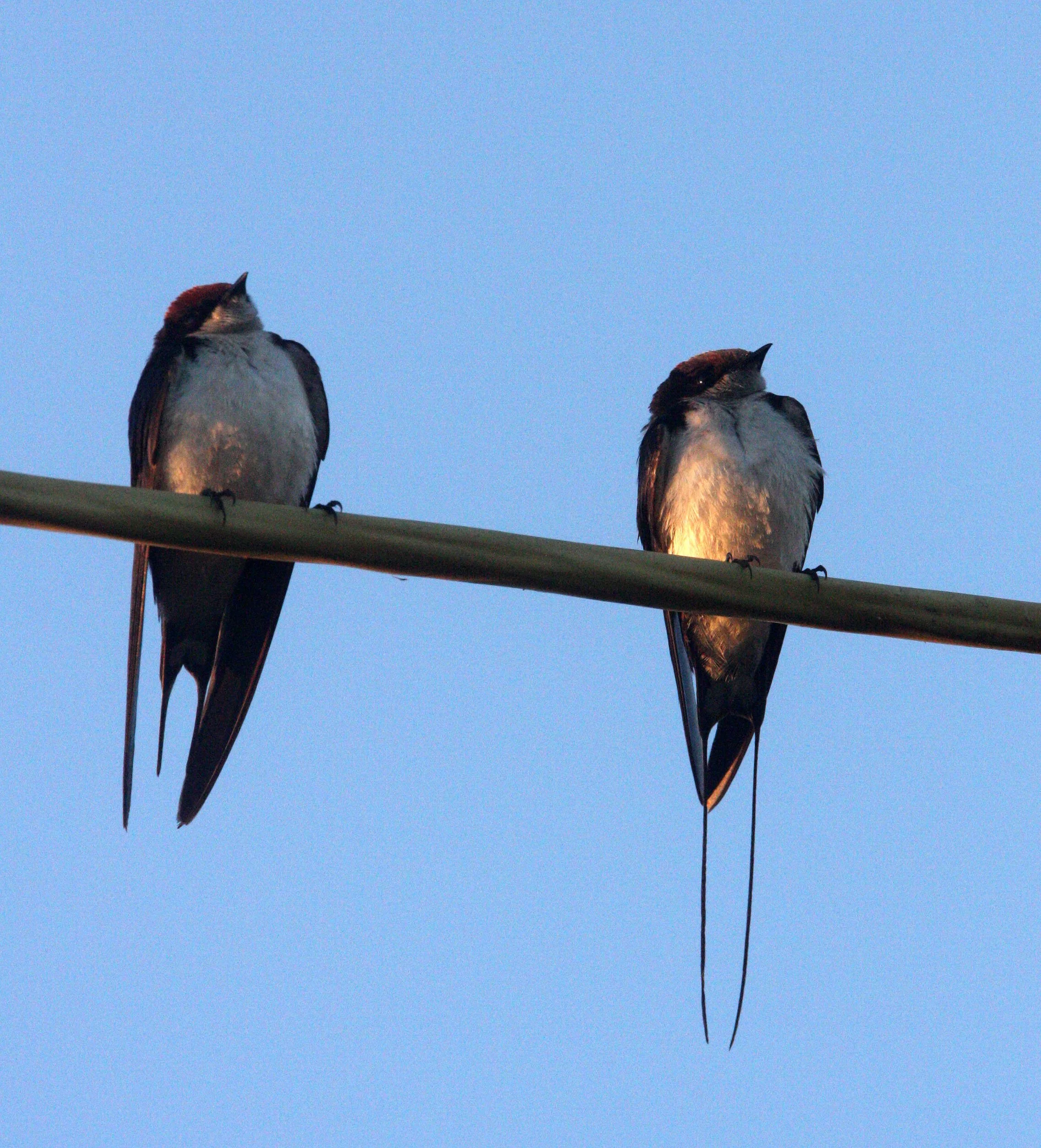 Wire-tailed Swallow (Hirundo smithii) Rann of Kutch Gujarat India (1).JPG