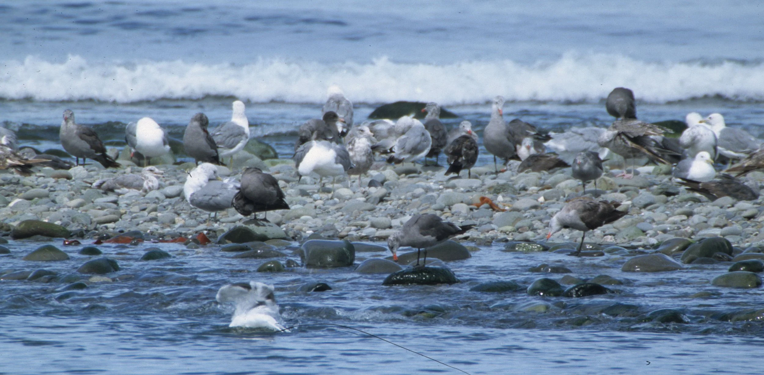 BIRD - GULL - HEERMANS - ELWHA MOUTH D.jpg