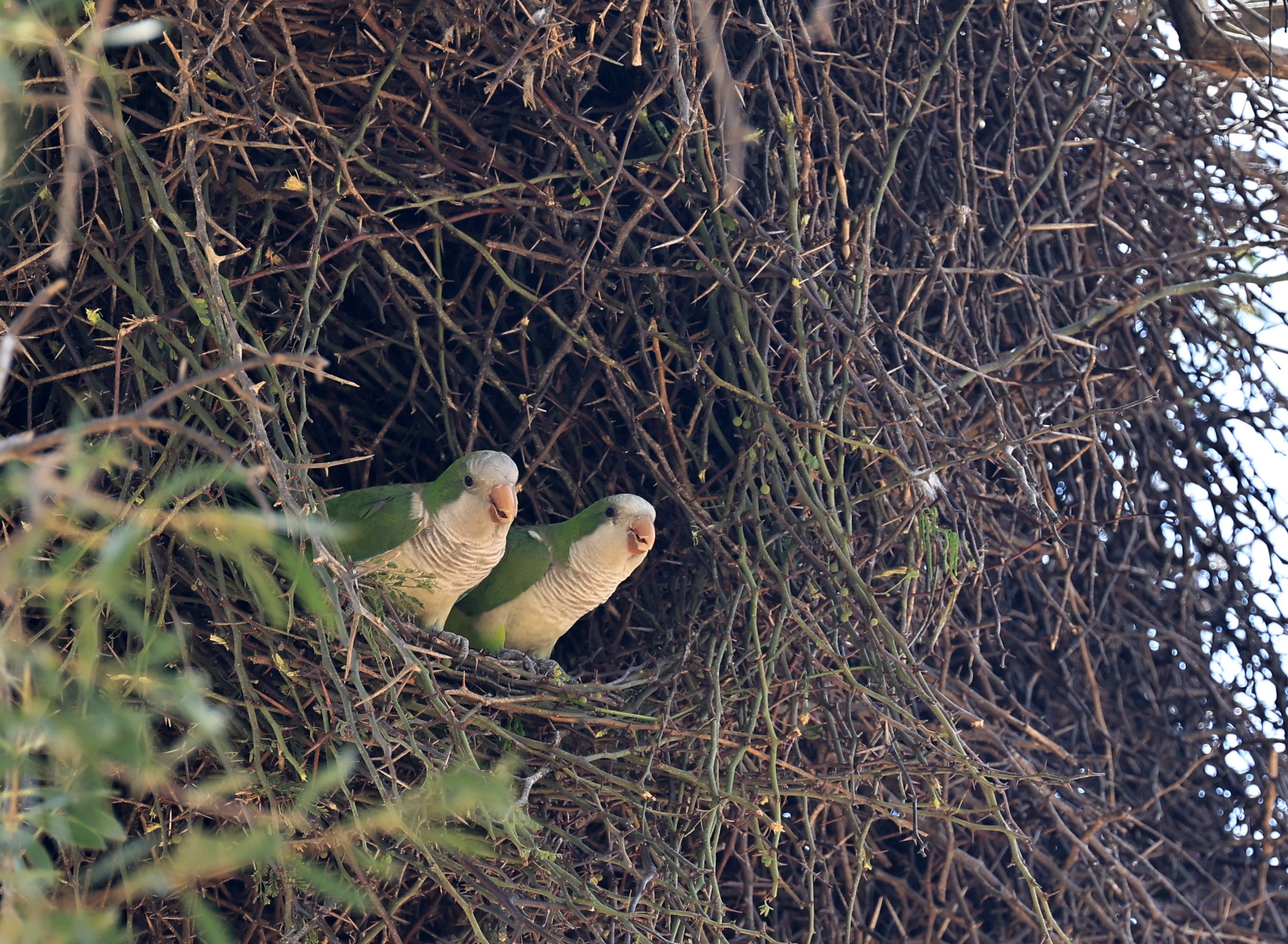 Monk Parakeet (Myiopsitta monachus) Fortin Toledo Paraguay (3).jpg