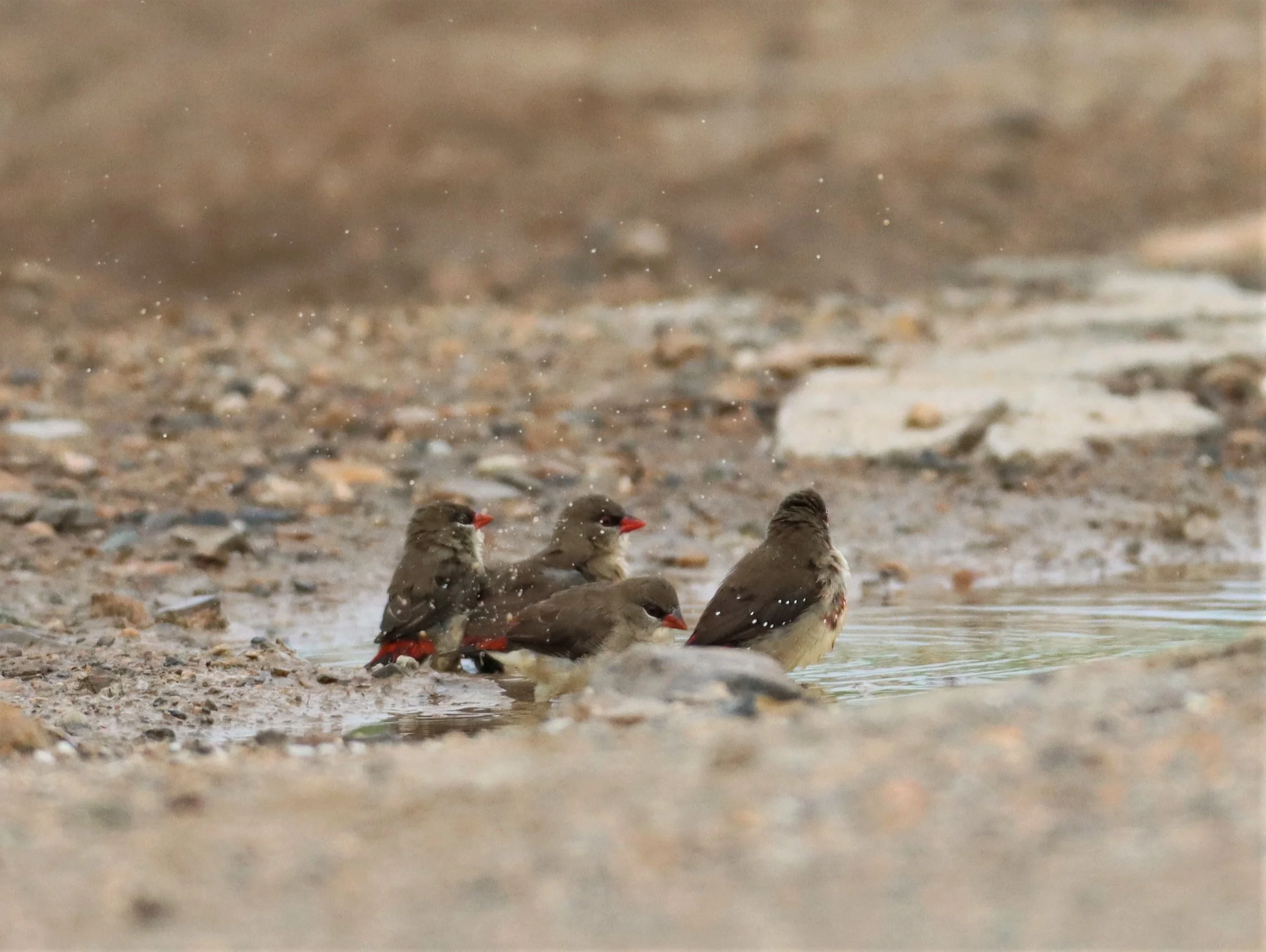 RED AVADAVAT - Amandava amandava - LAT KRABANG WETLANDS THAP YAO (24).jpg