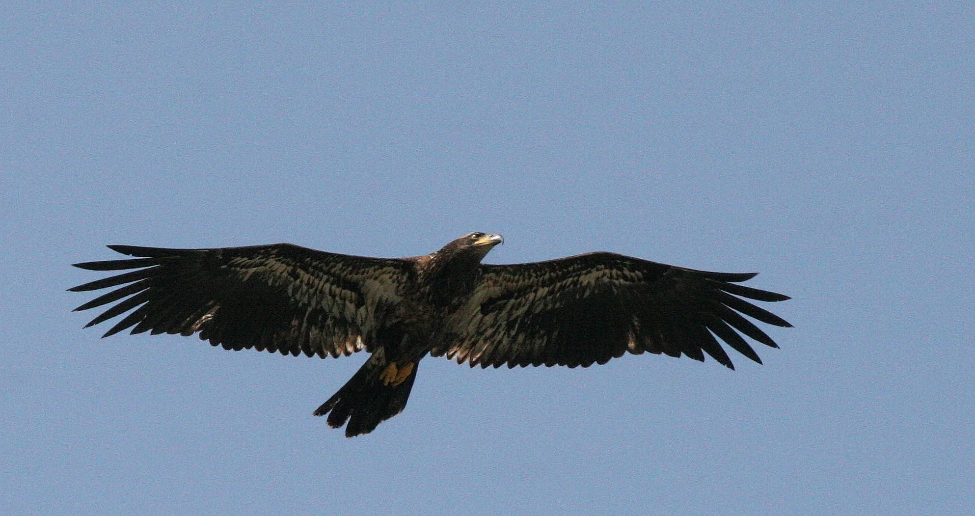 Haliaeetus leucocephalus - AMERICAN BALD EAGLE - ELWHA RIVER MOUTH WASHINGTON (40).JPG