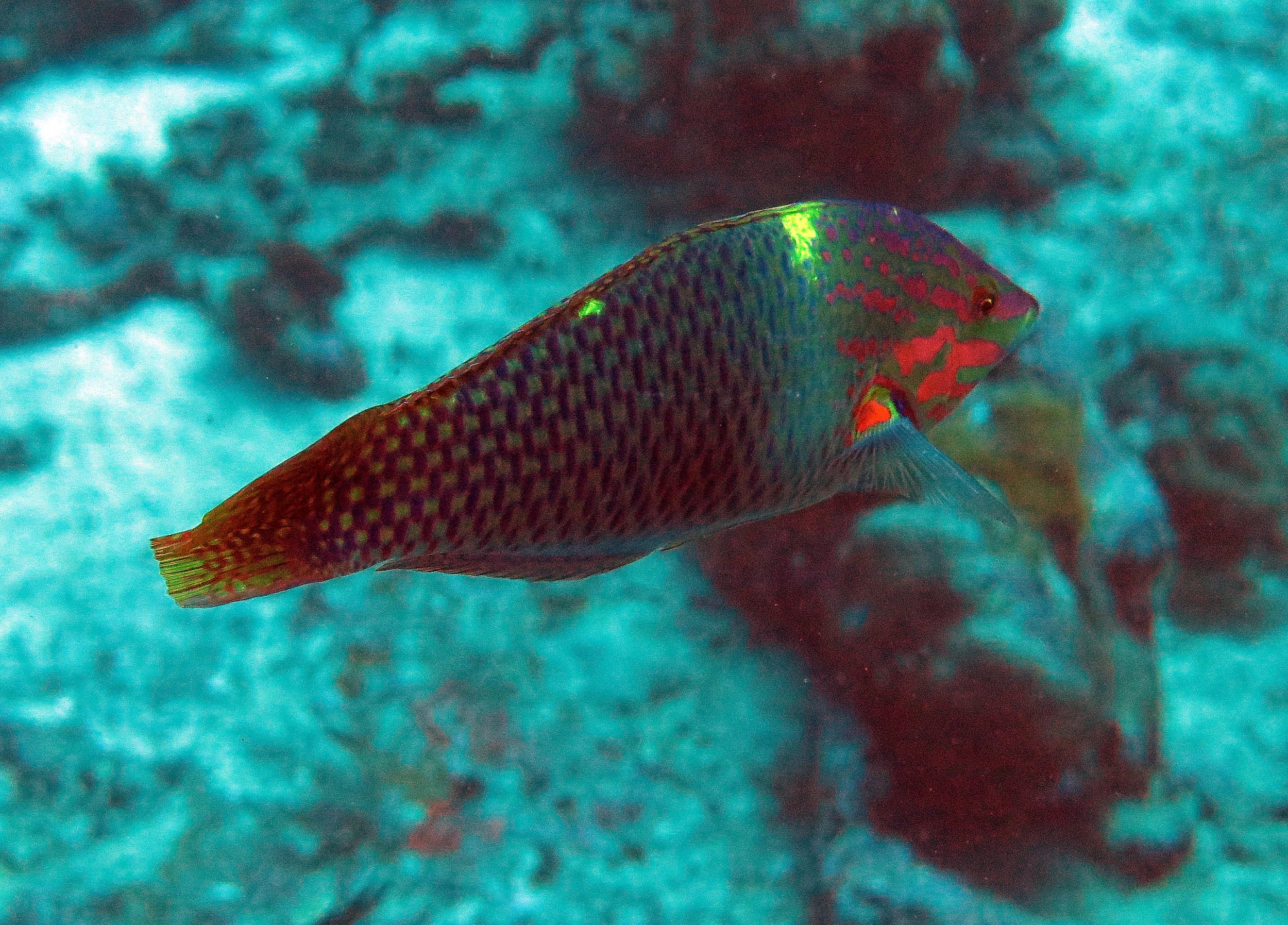Labridae - Checkerboard Wrasse (Halichoeres hortulanus) - Similans Thailand